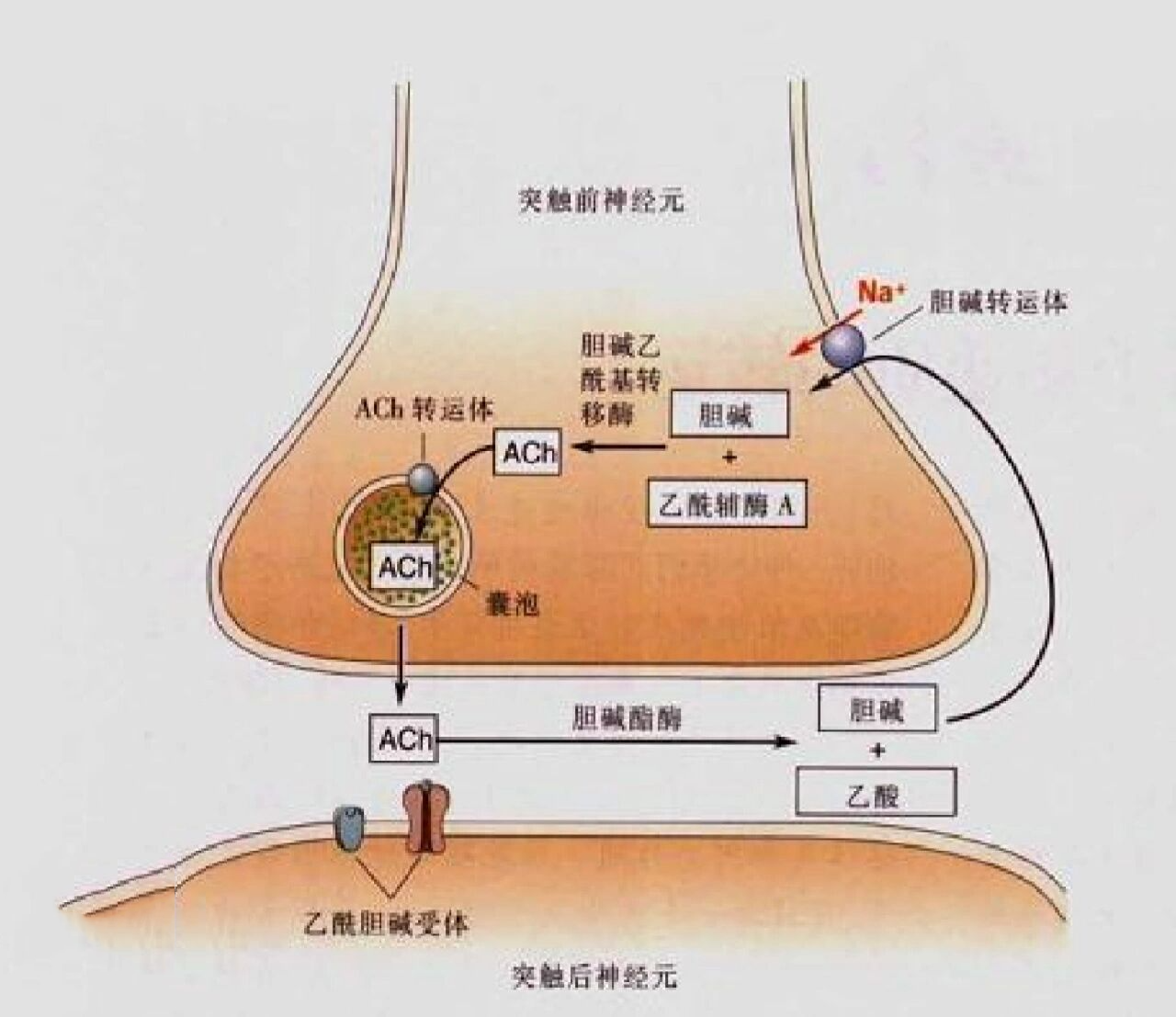 Ach药理图片