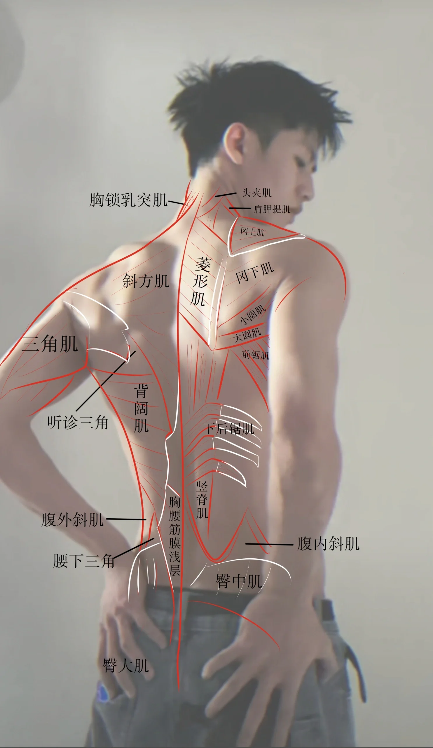 背肌