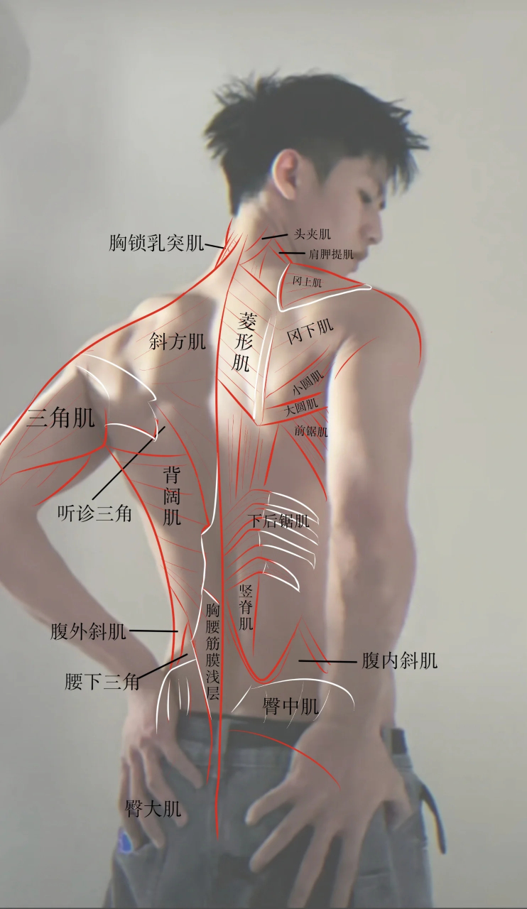 背肌 被警告了[流泪]那我强调一下我在学习,在学习,在学习,在学习