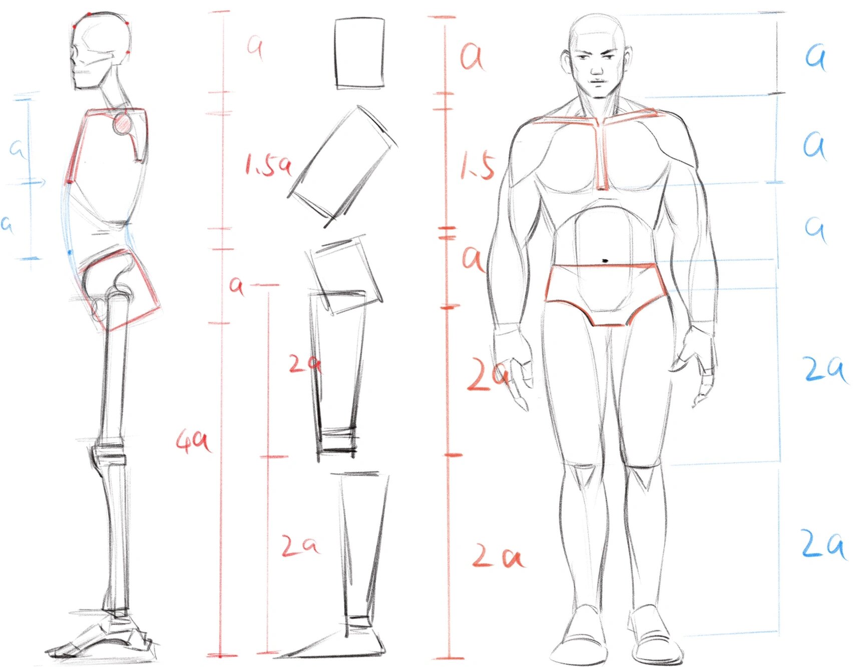 速写人体体块详解课件分享