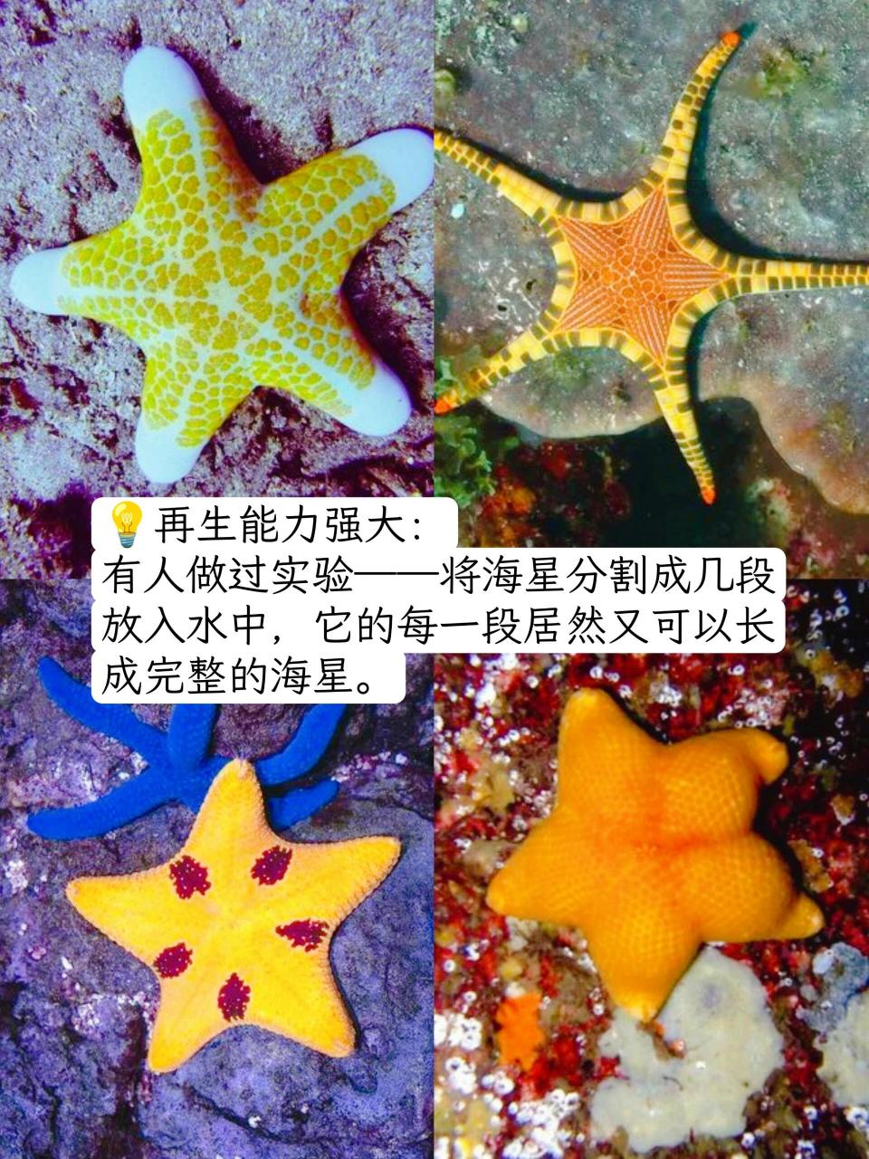 海星没有大脑和心脏?还是肉食动物?