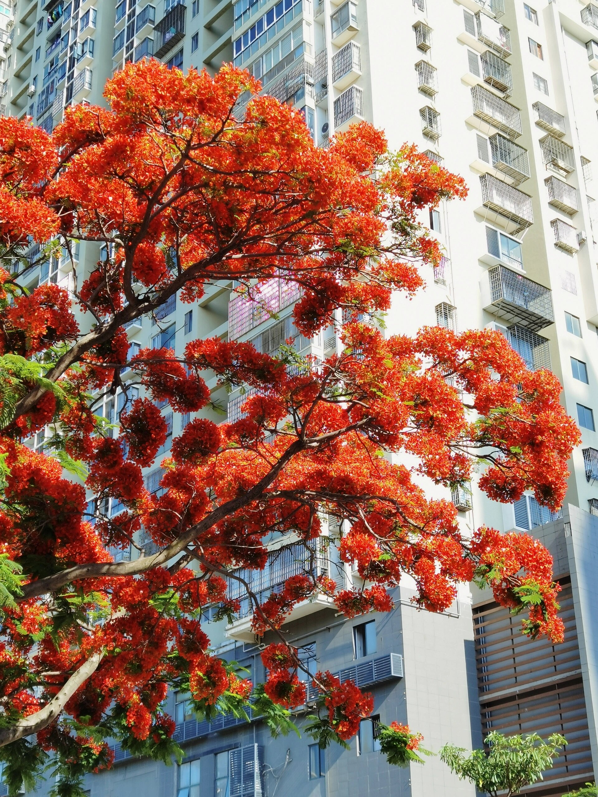 厦门市树凤凰木图片