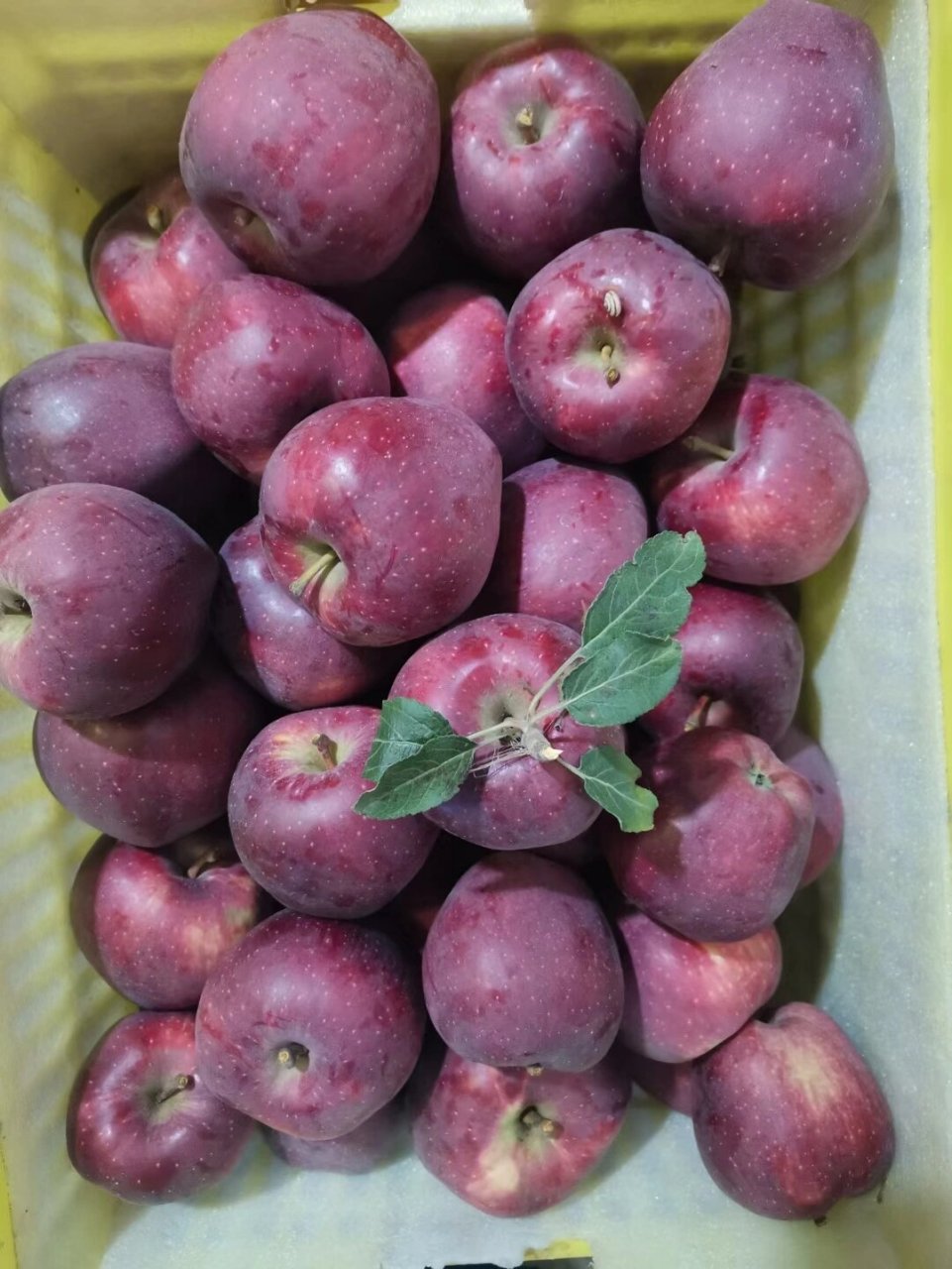 甘肃天水特产【蛇果】 自家种植,天然无公害蛇果,一年只有一个月,错过