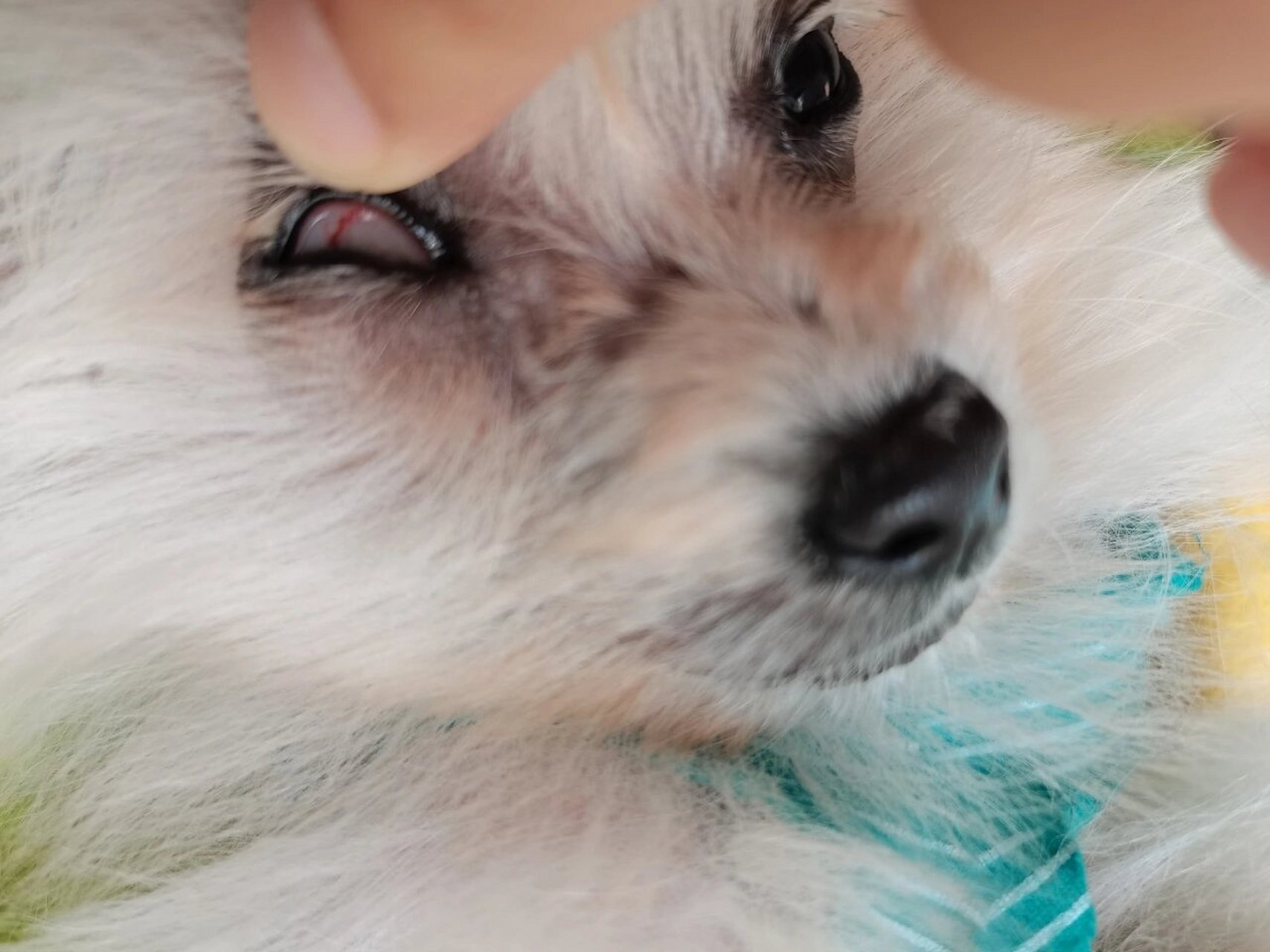 求告知050505 请问狗狗眼睛里红色的这种是眼线虫嘛 05