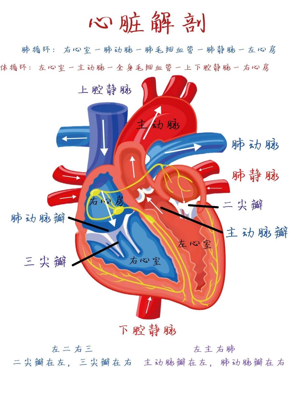 心脏解剖结构简图图片