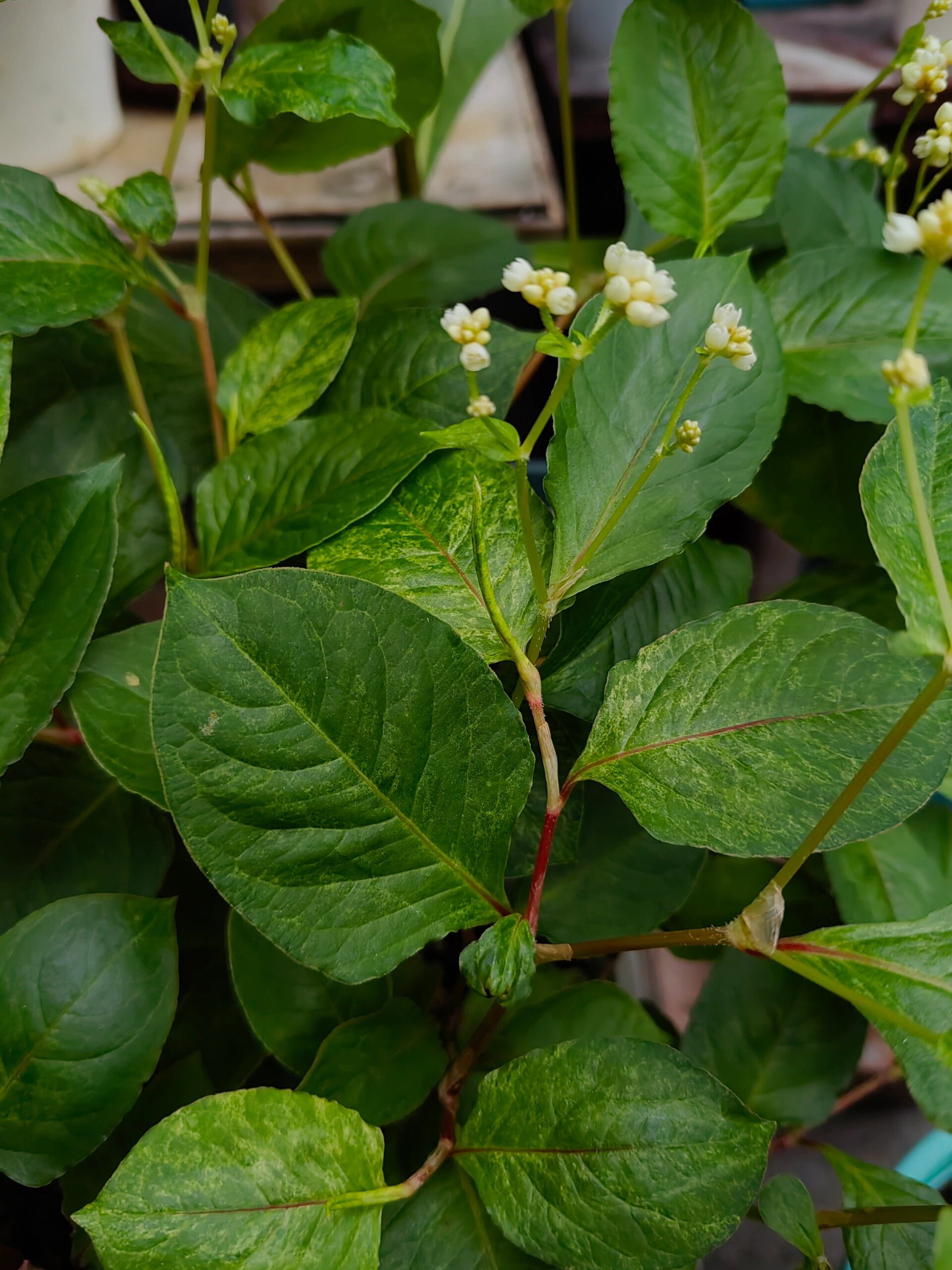 火炭母 花叶火炭母,超喜欢这个品种,长得好好,叶子刚刚开始变色,会开