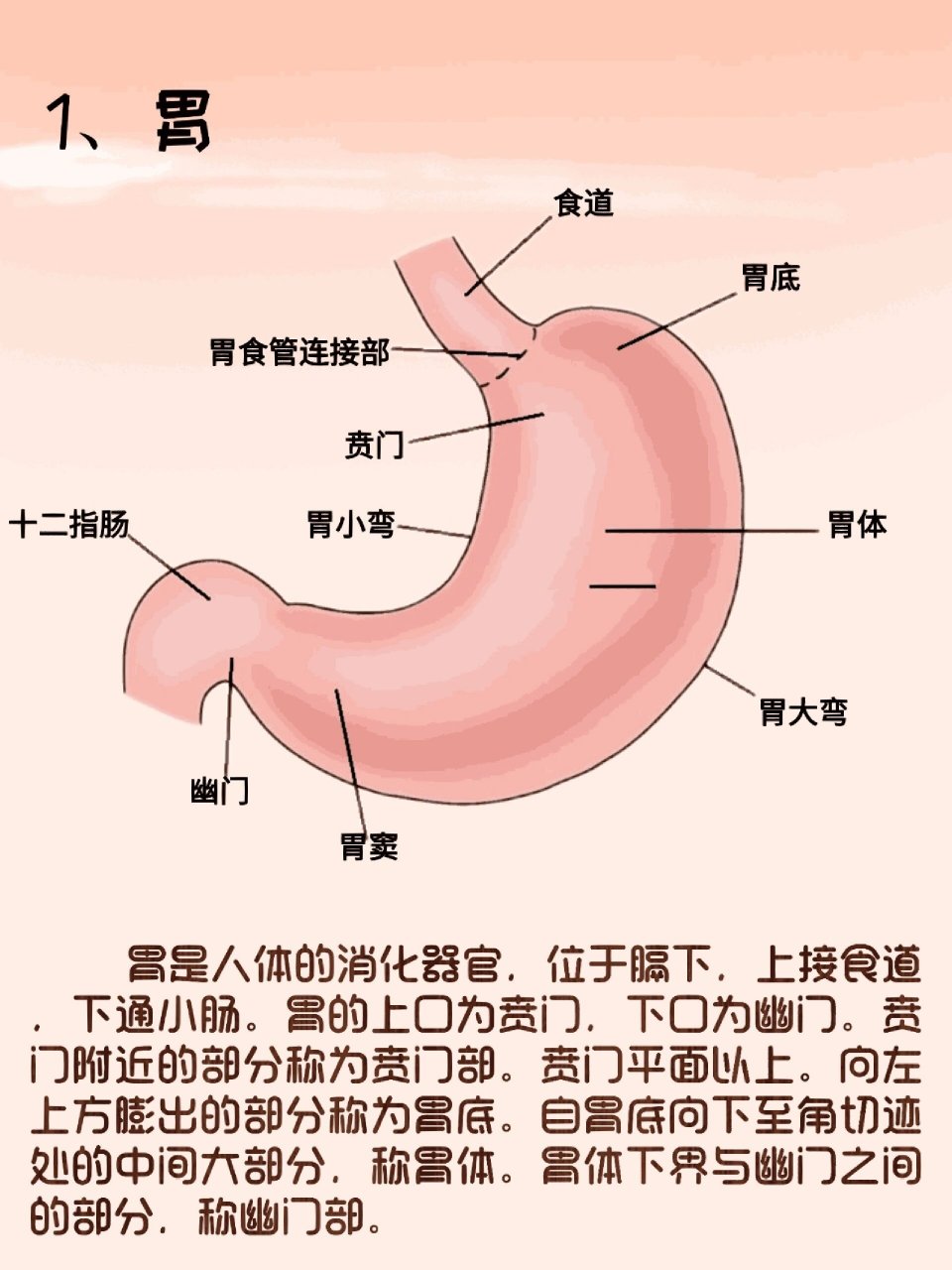 胃解剖位置描述图片