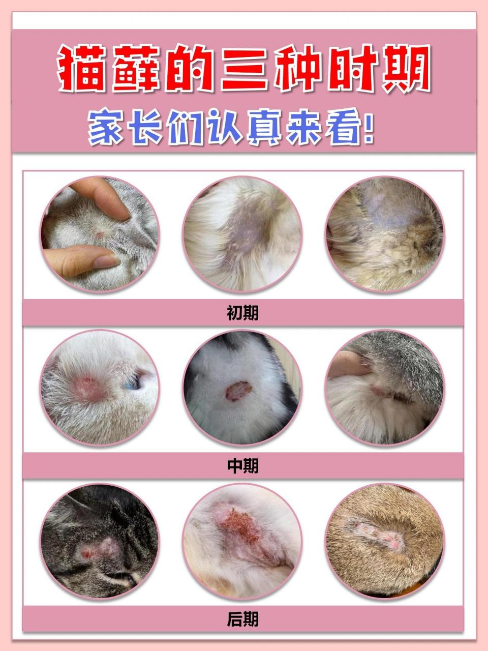 初期:猫藓初期,猫咪可能会出现一些小的丘疹,这些