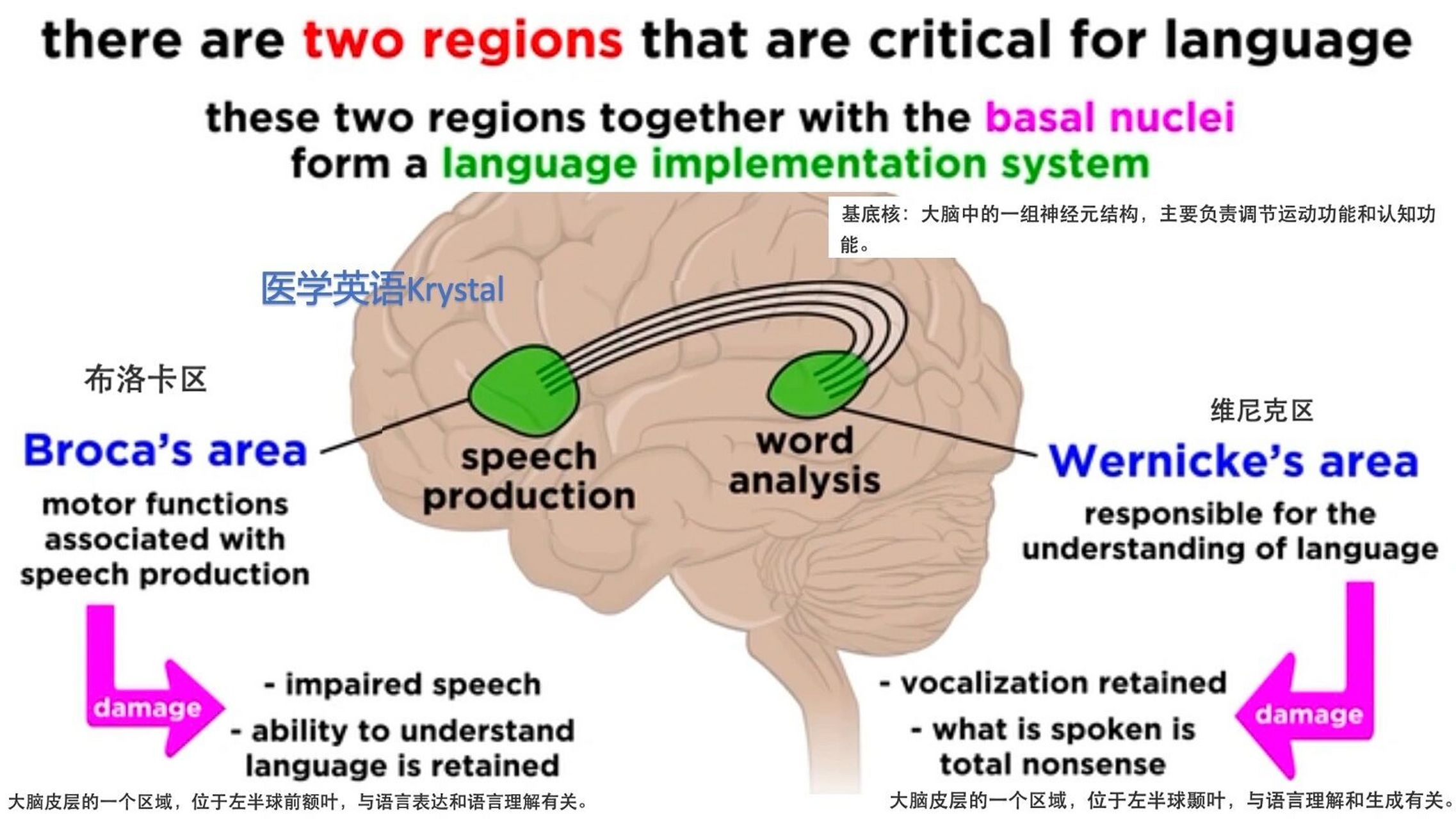 brain and language 大脑与语言 #英语# #医学英语# #医学# #大脑