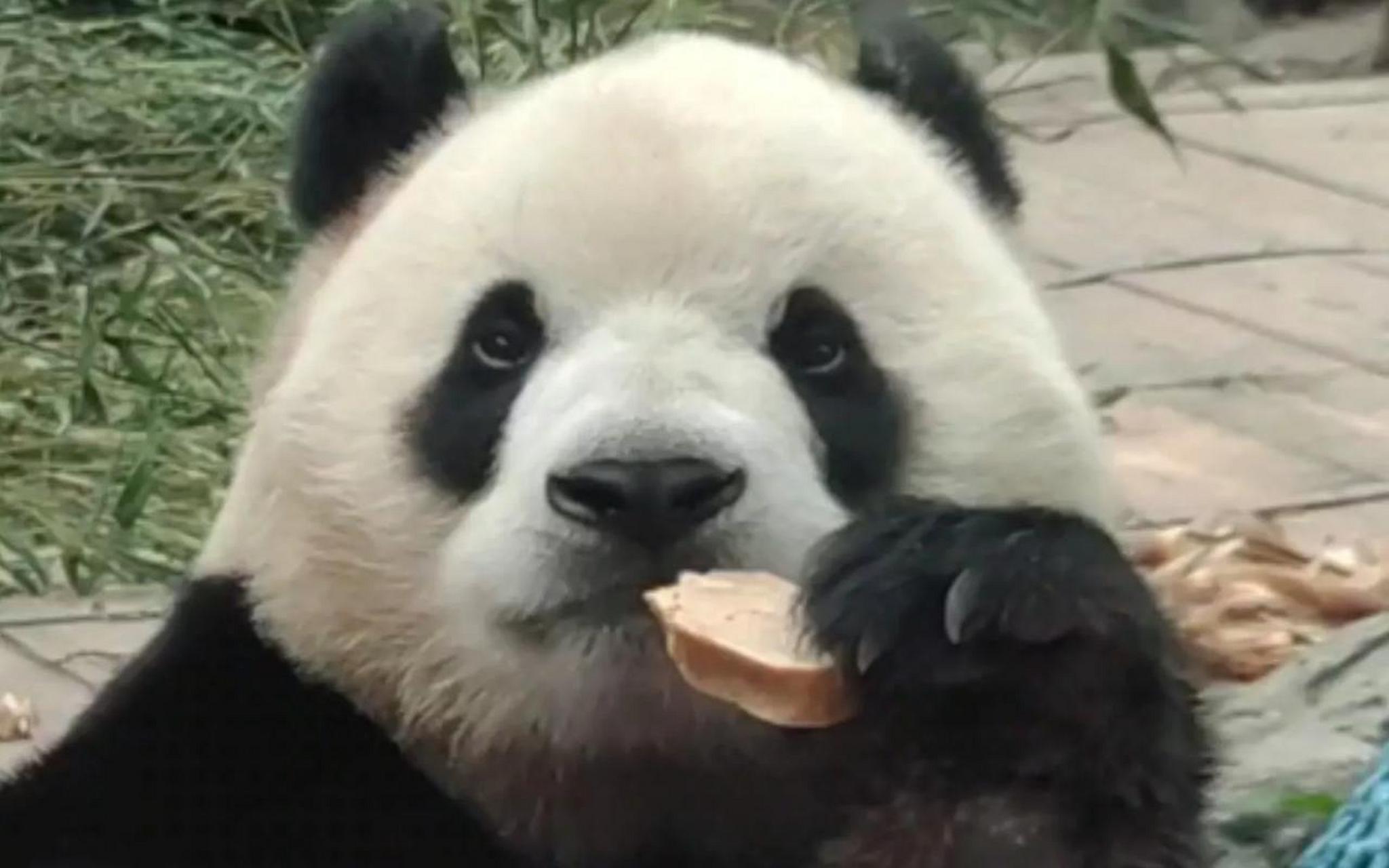 下图这只靠着墙揣着手,表情害怕又委屈地大熊猫宝宝,模样可爱得让人恨