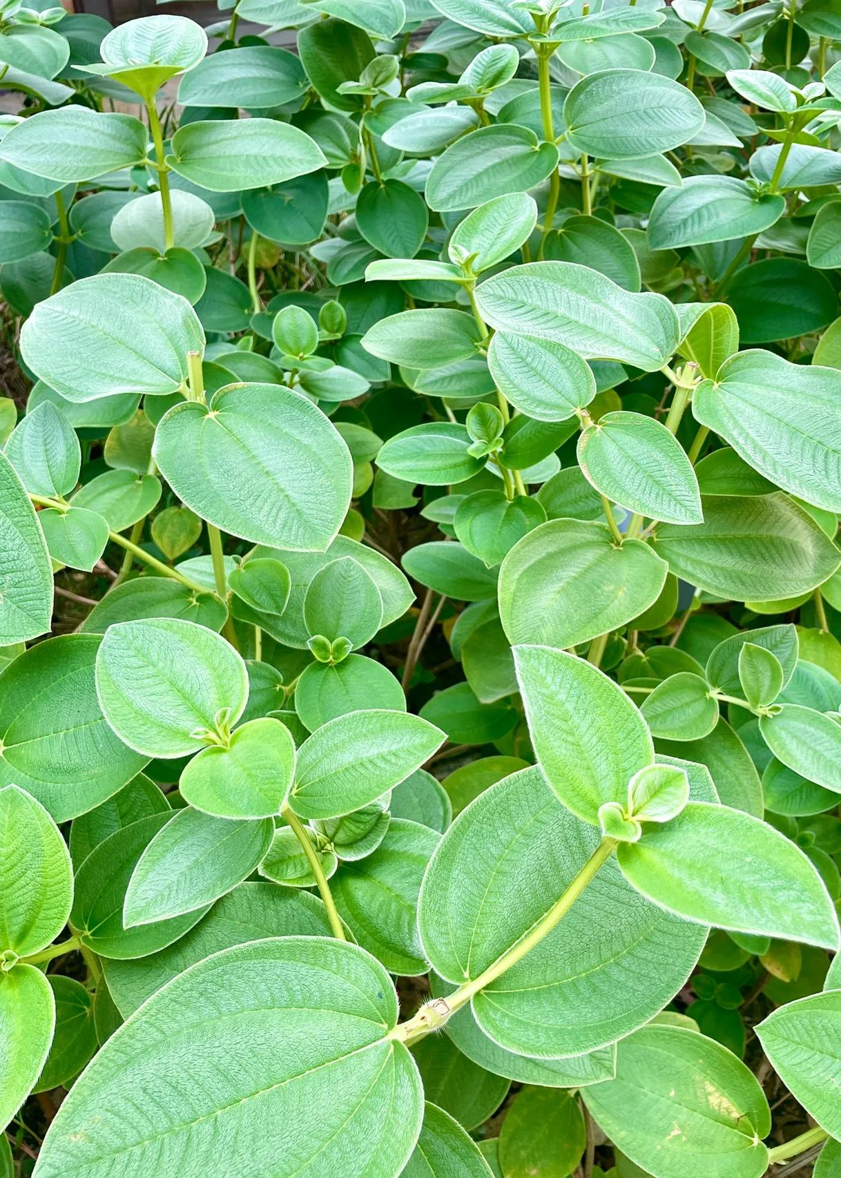 手机微距摄影|银毛野牡丹 银毛野牡丹(tibouchina aspera var.