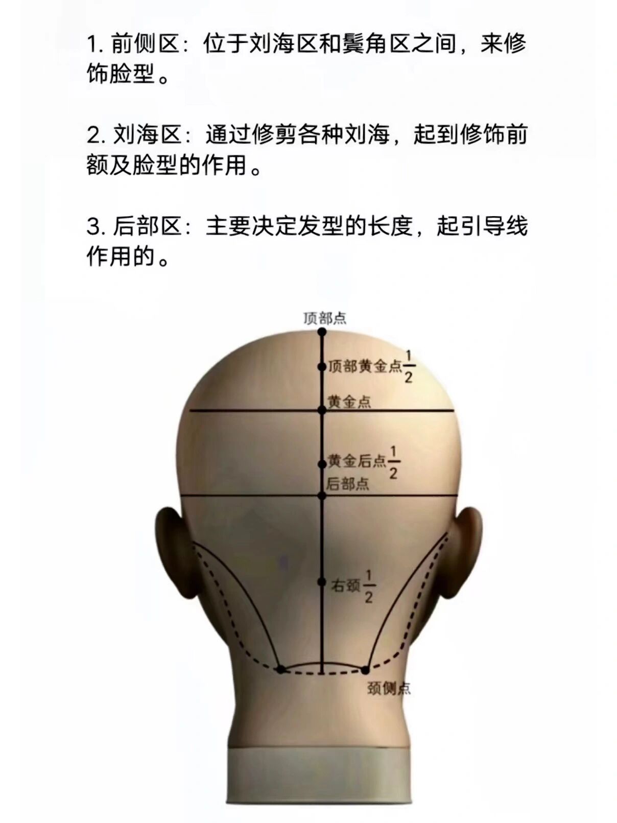 美发教程头部点位的作用头部分区基础