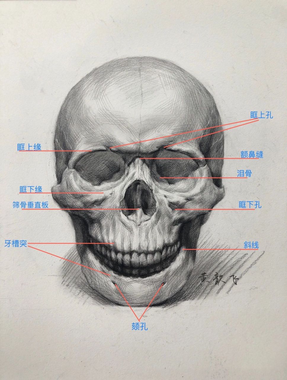 素描头骨 头骨结构 美术生必学