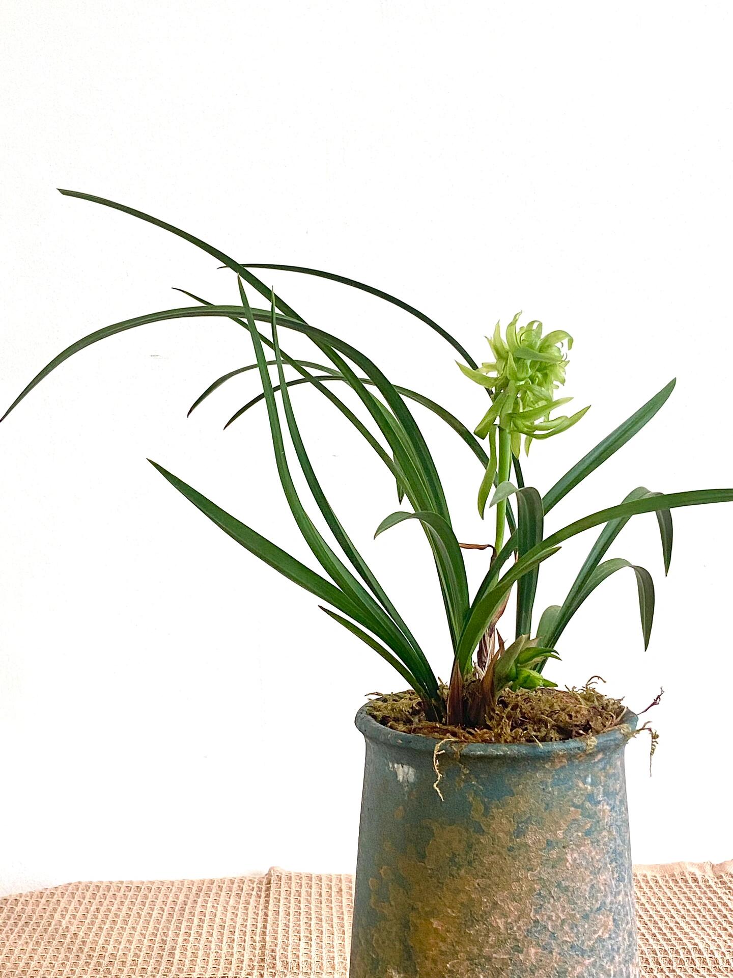 花开富贵97-春兰(雅致生活)(贵气之王