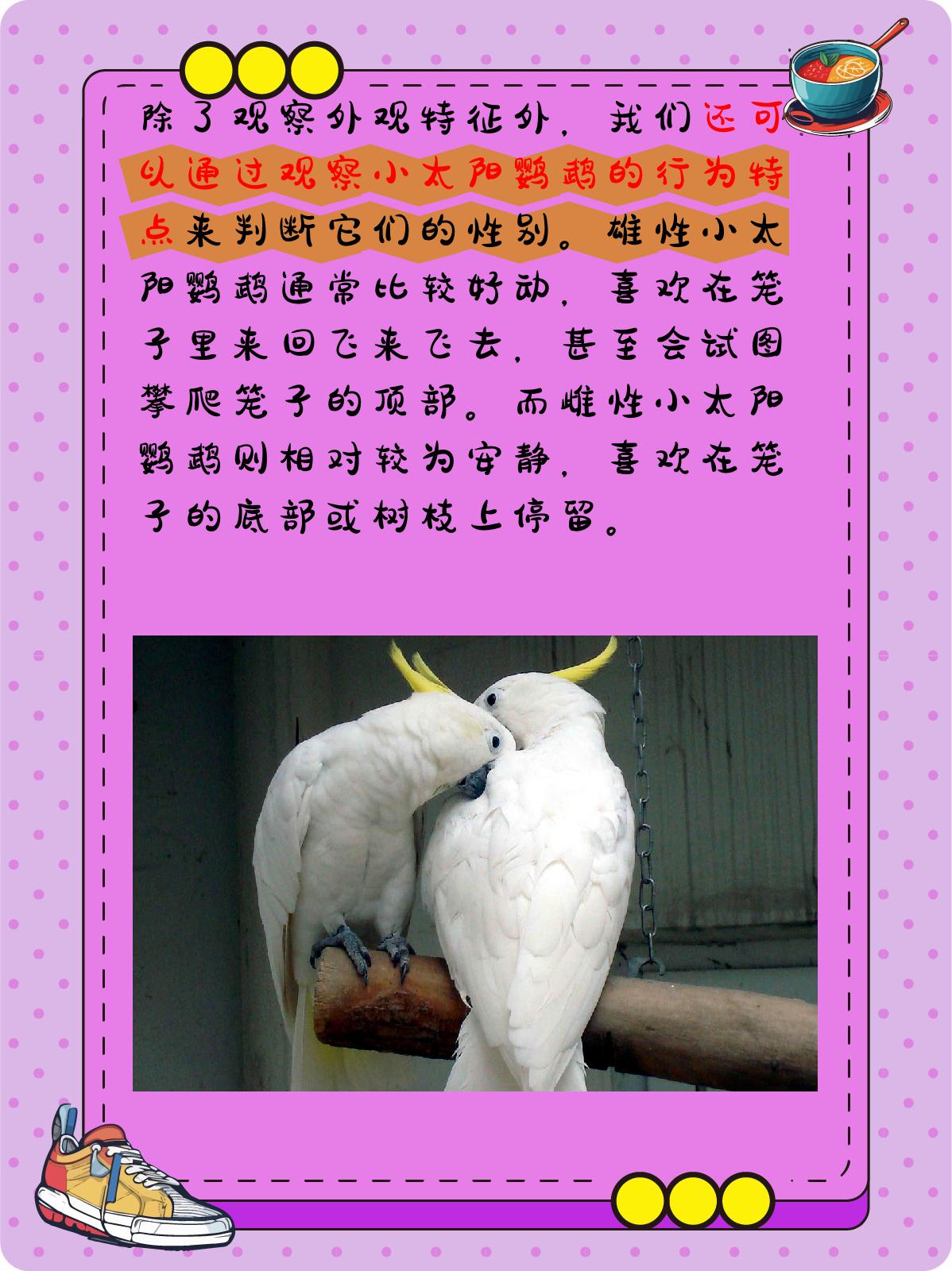 小太阳鹦鹉怎么分辨是公是母?
