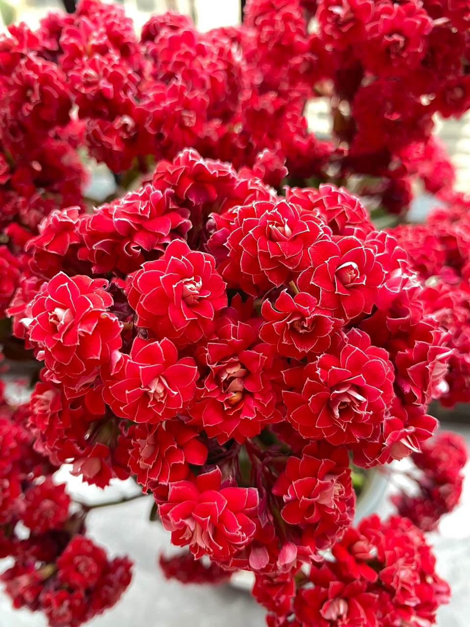 长寿花品种介绍与欣赏:倾城·红樱