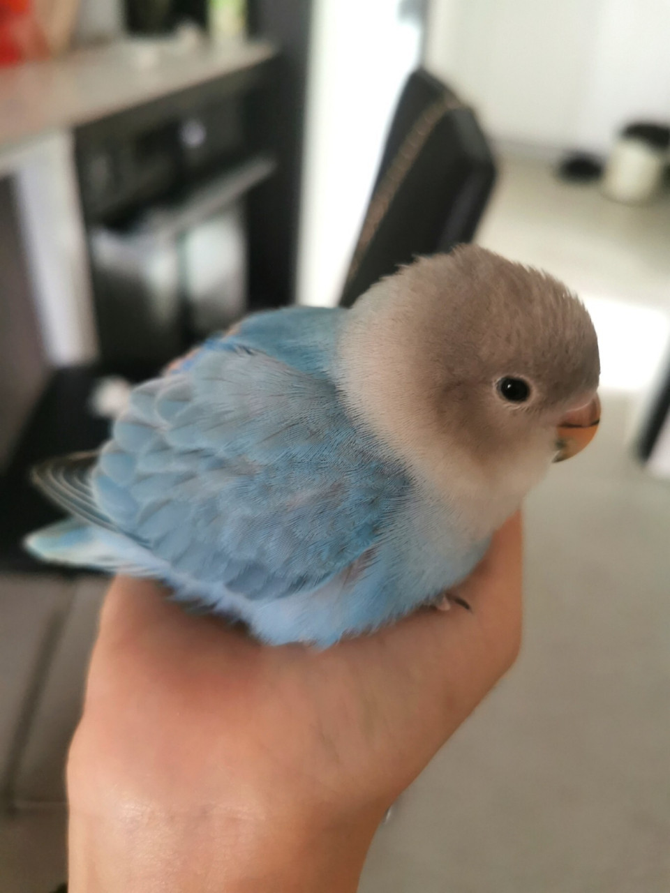 吃着吃着就睏了#蓝闪牡丹鹦鹉#3个月 小小乖乖萌萌一只