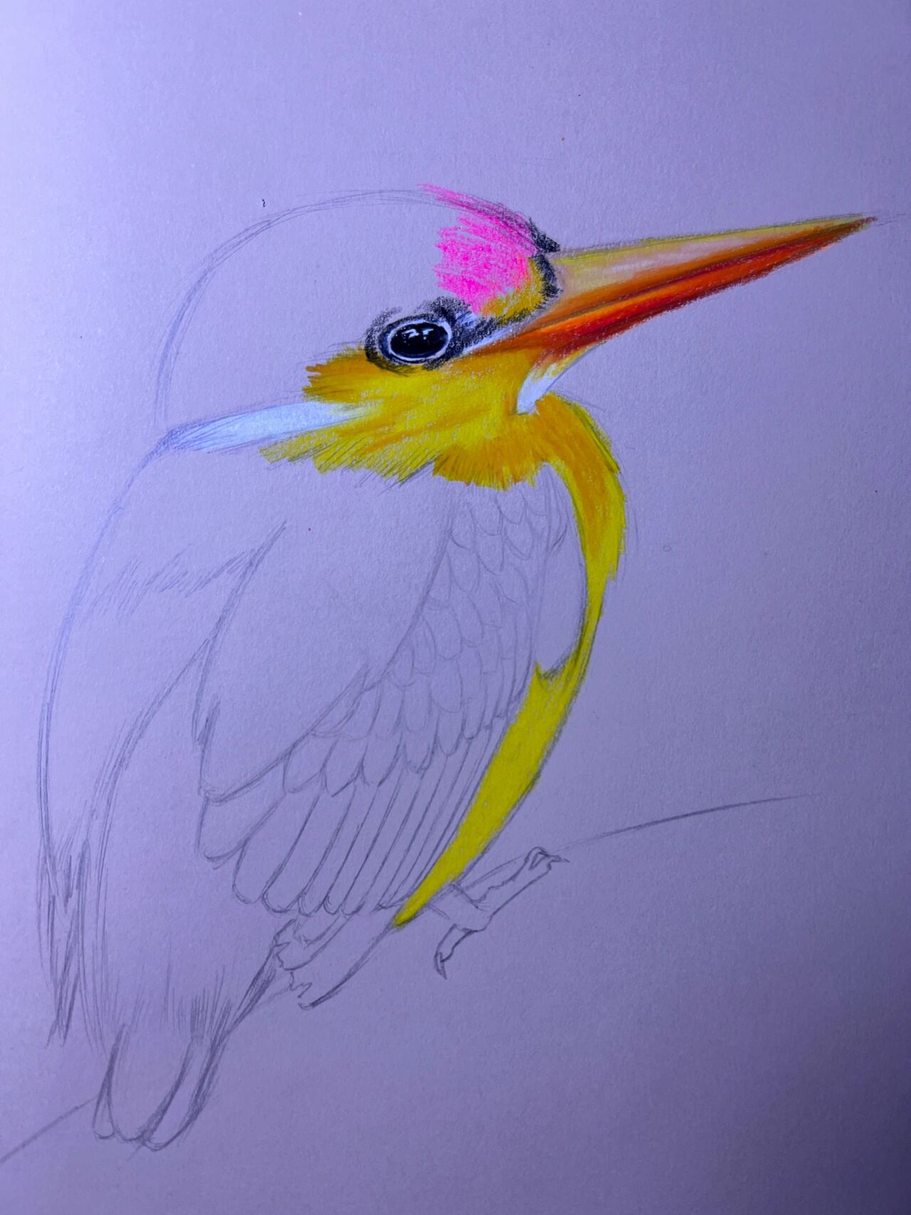 一只蜂鸟彩铅手绘画(附步骤