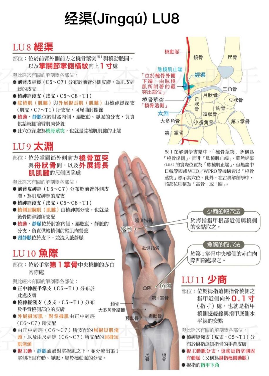 经渠穴(手太阴肺经第8穴) 【特定穴】 经穴 【主治病症】 ①咳嗽,气喘
