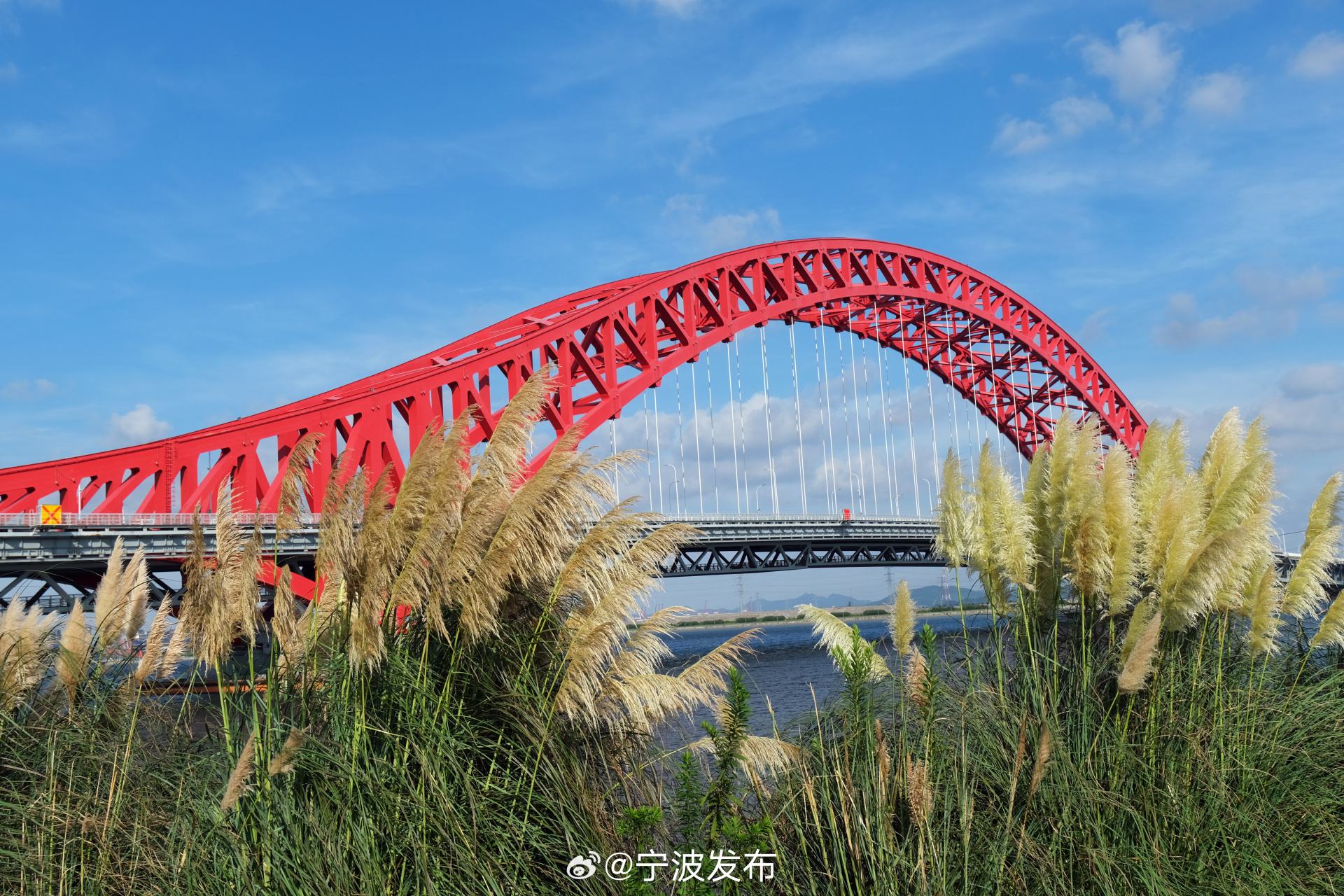【碧海蓝天   蒲苇花开】#美丽宁波#  夏天尚未结束,北仑梅山红桥的