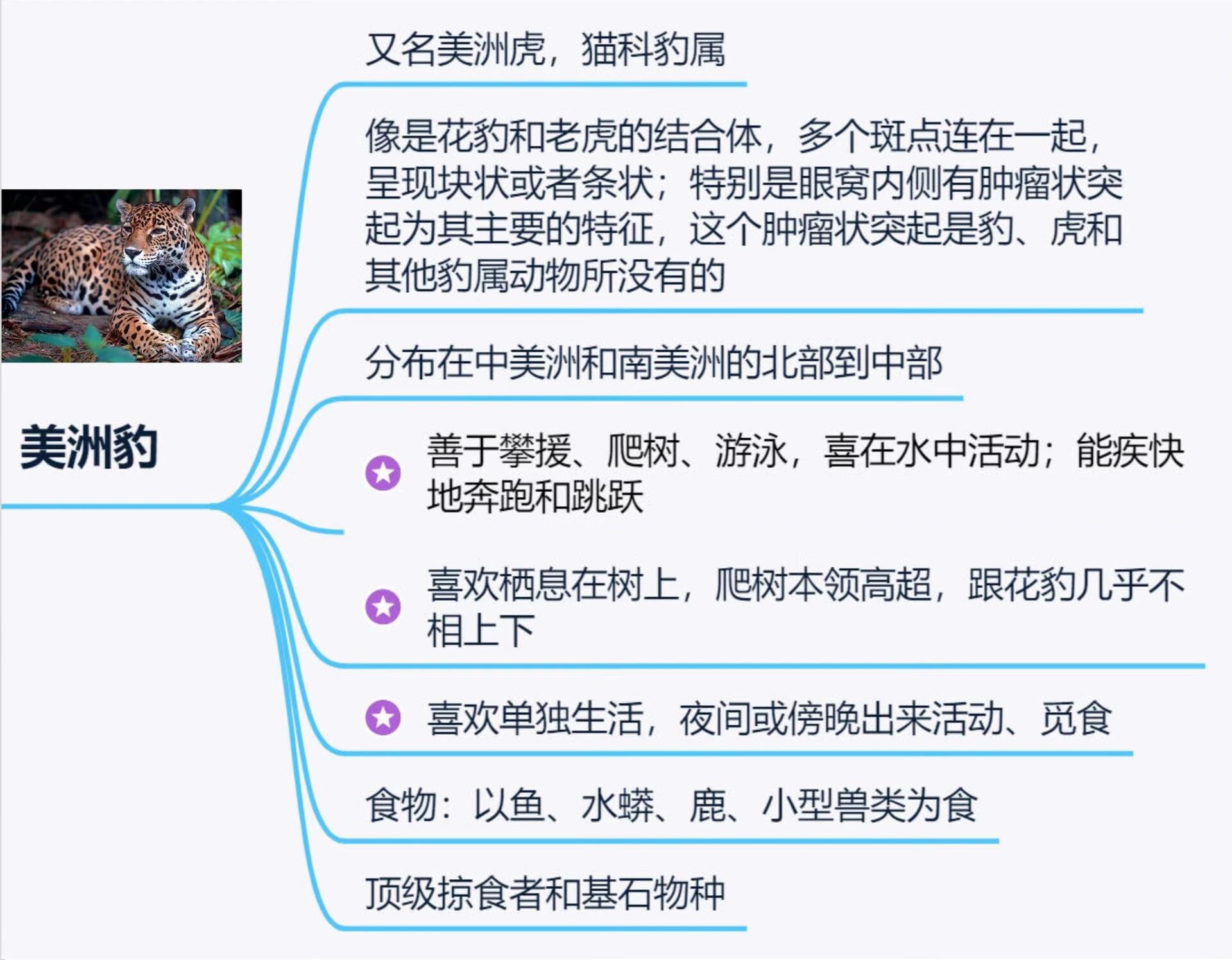 去动物园前的知识准备9799豹子的思维导图③