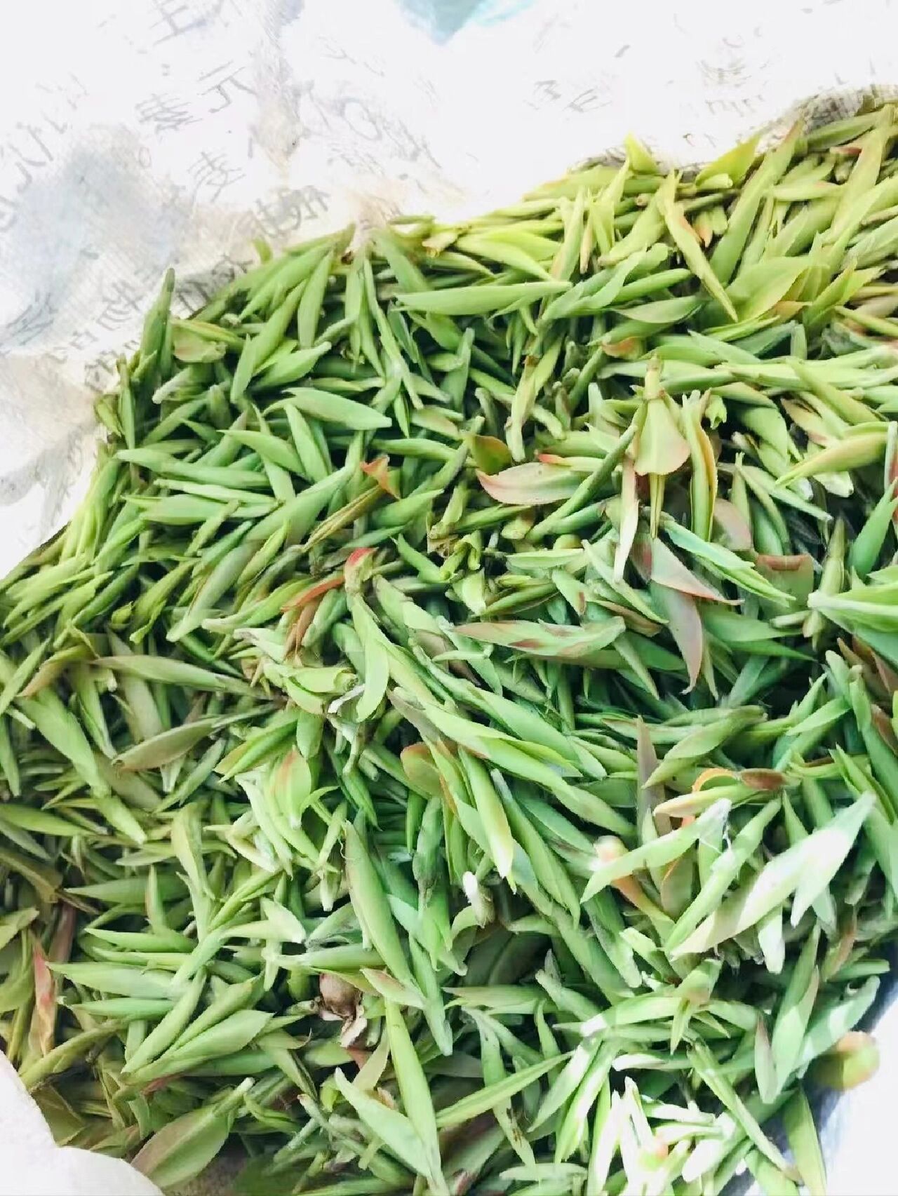 细说云南野生芽苞茶!