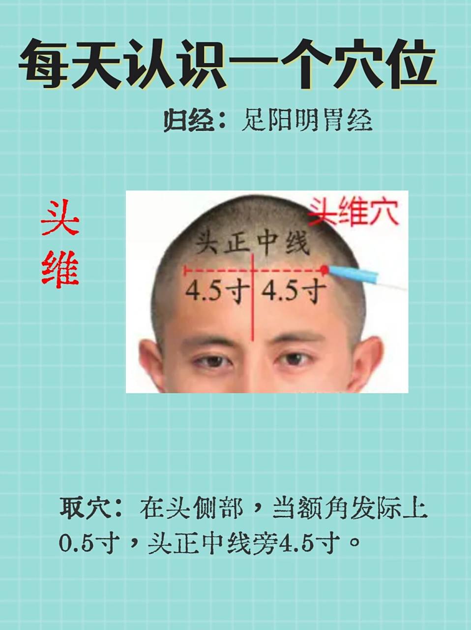 每天认识一个穴位-头维