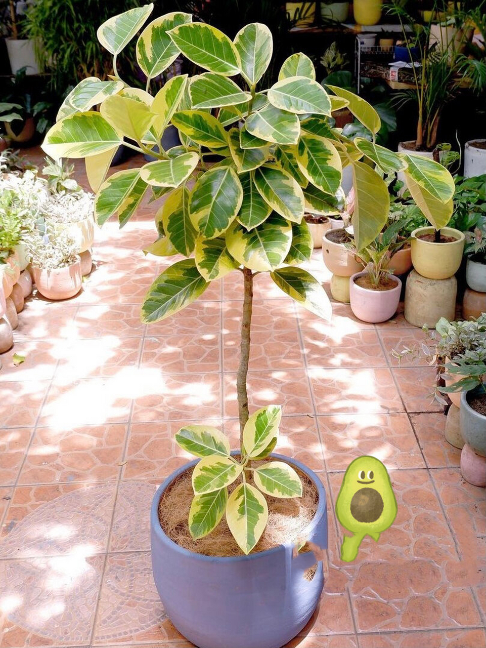 好养好看的室内植物推荐10 富贵榕 富贵榕(ficus altissima ),黄金榕