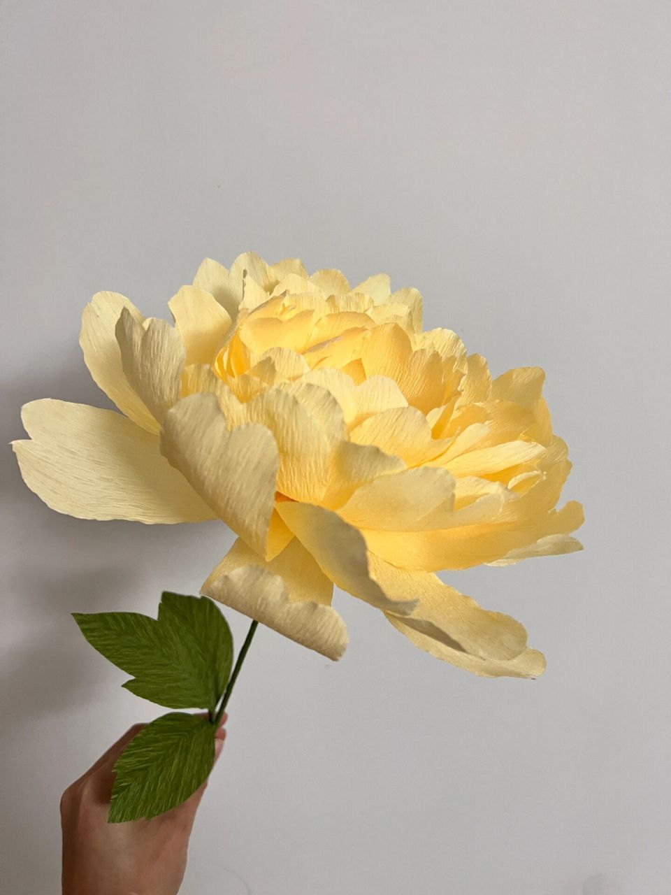 皱纹纸牡丹花 用皱纹纸做了一款简单点的牡丹花 做出来效果不错 简单