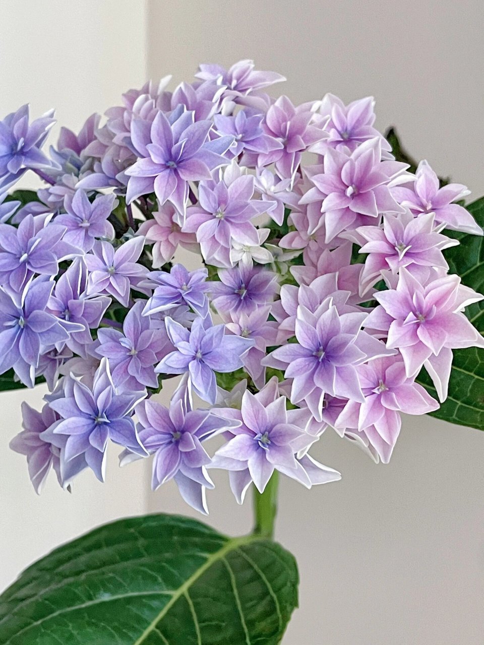 绣球 天书   又是盆栽嘎得球,这个颜色调的深入我心!