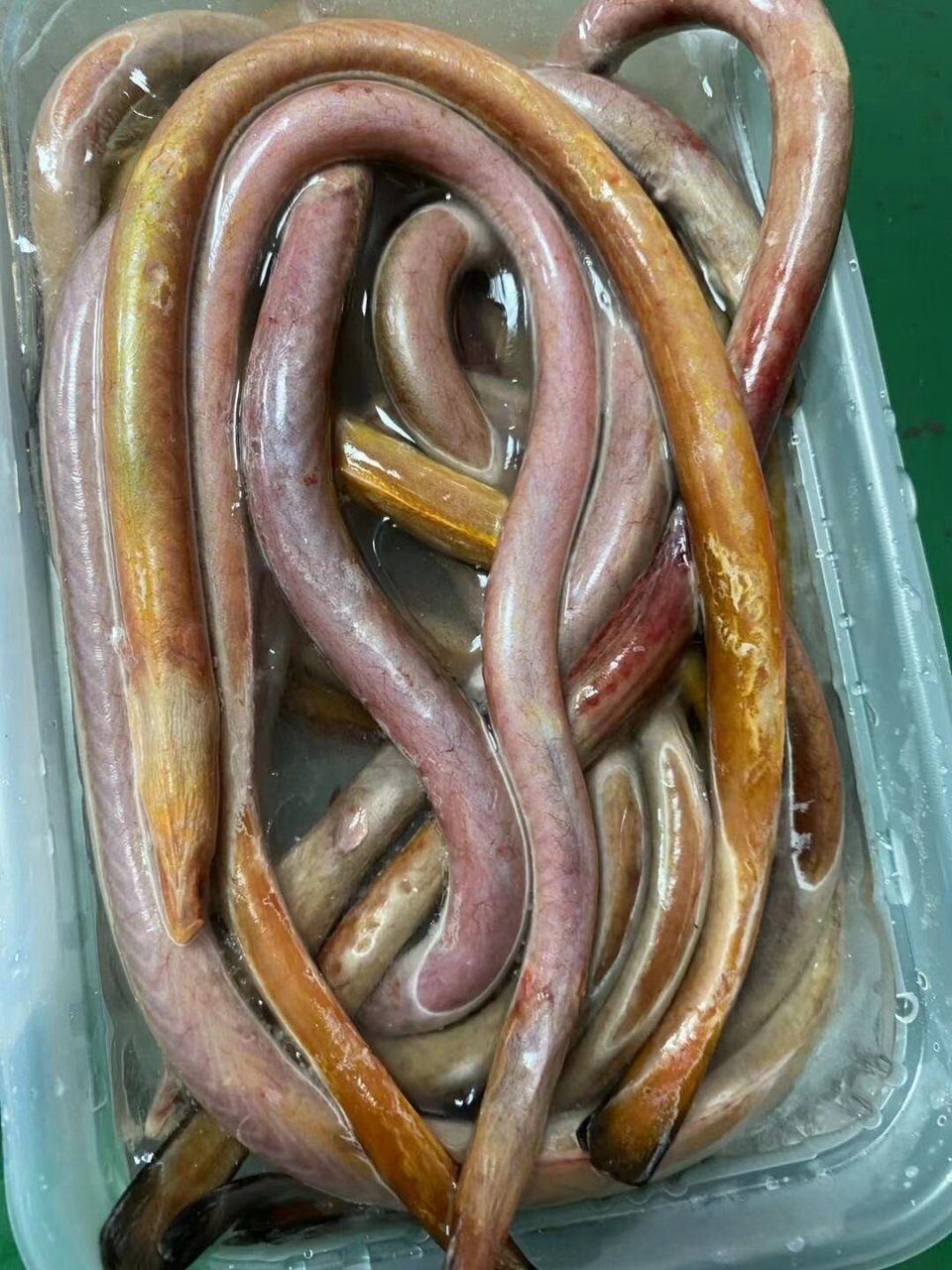 血鳗鱼,肉质肥美细嫩,民间又素有"补血小能手"之称,被誉为鳗科中的"