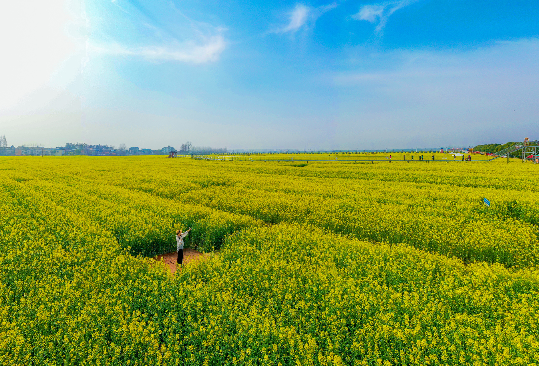 蔡甸消泗油菜花海开园