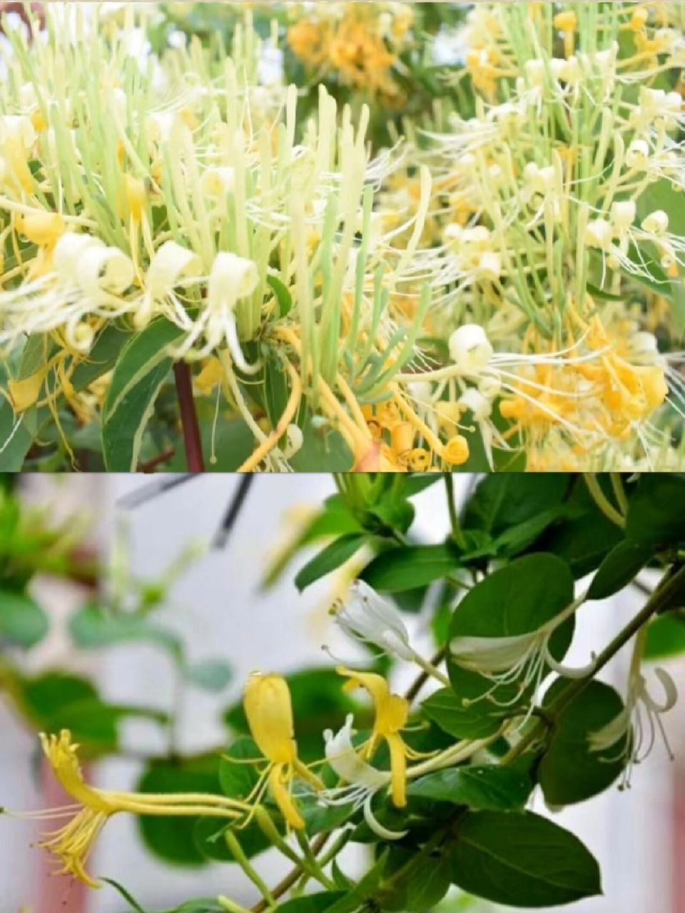 每天认识一种中草药【山银花】🔥 🌴山银花【别名】土忍冬.
