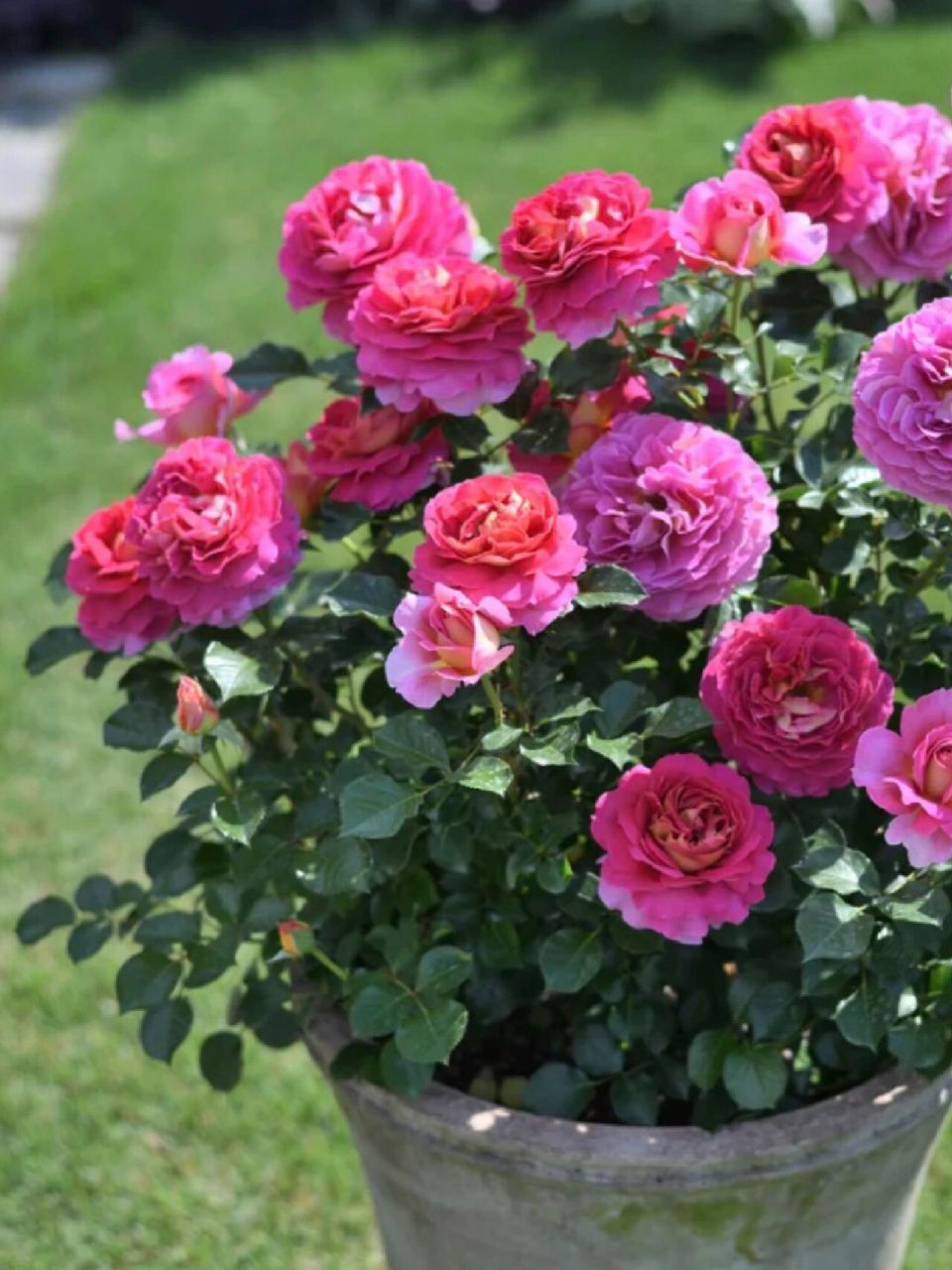 品种参数:英文名esprit de paris,重瓣,叶子油亮有光泽,2020年法国