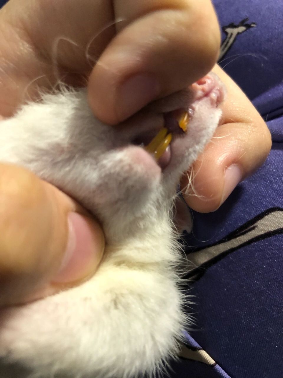 花生崽崽的嘴发现她的牙有点长,之前看过说花枝鼠牙太长了的话要剪掉