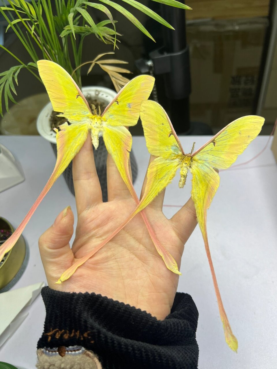 长尾大蚕蛾,2只雄蛾,品相不是很好了,右边那只作展翅断裂了一点,要轻