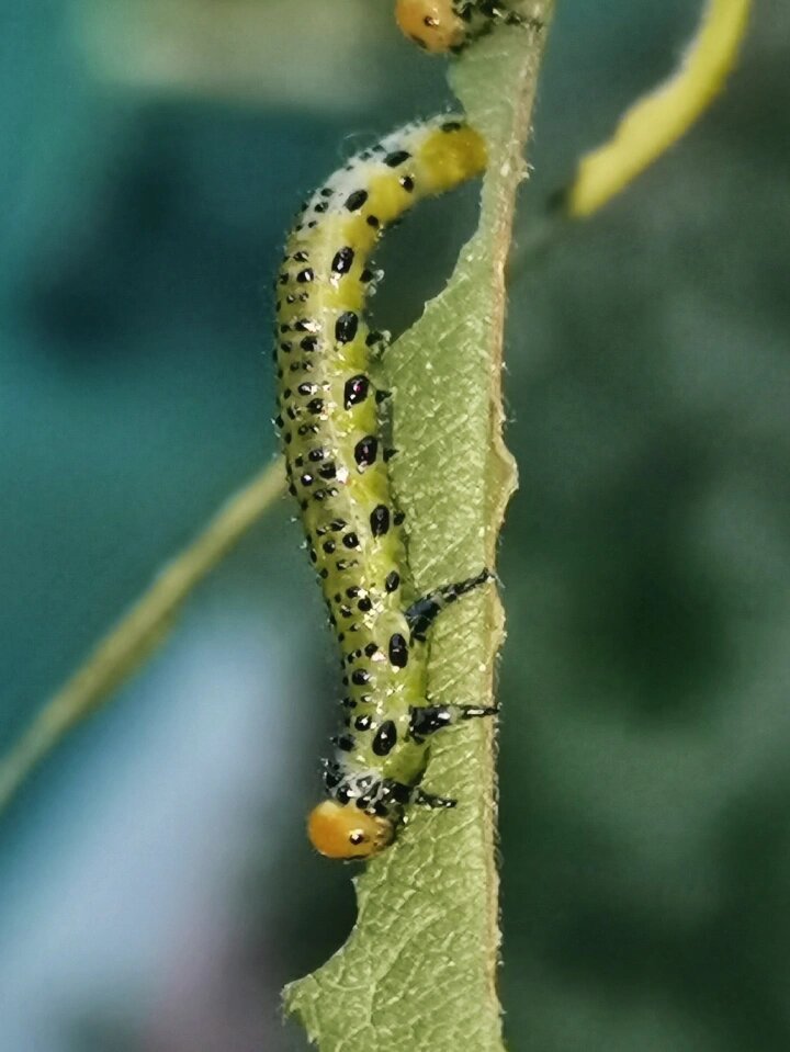 蔷薇三节叶蜂,膜翅目,幼虫,成虫