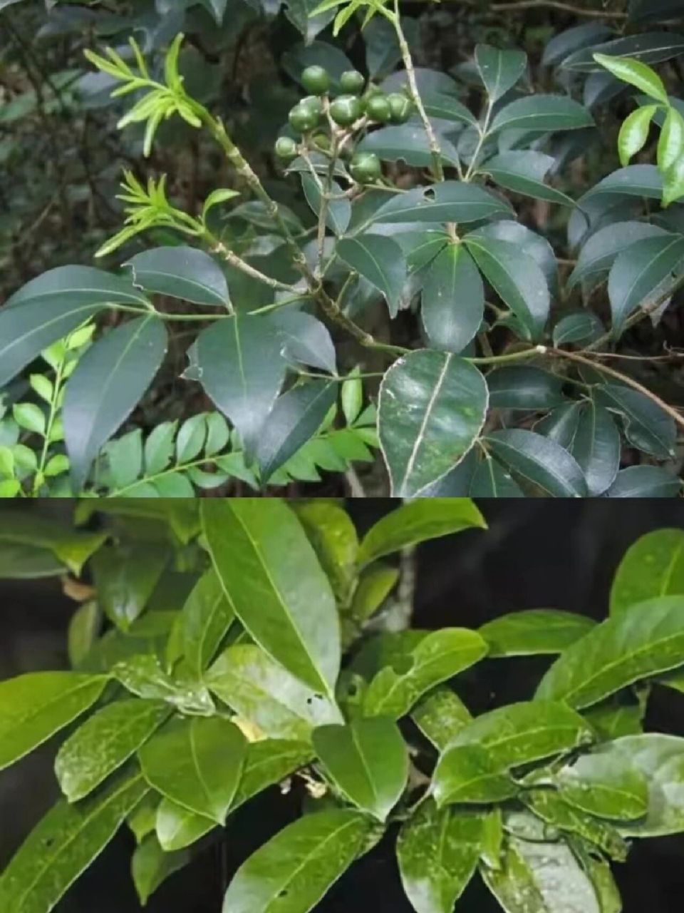 每天认识一种中草药【山香圆叶】73 95别名:两指剑,千打锤,七寸钉