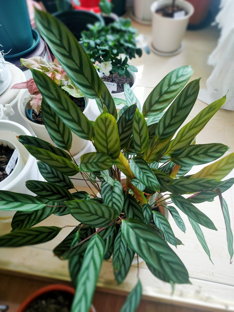 北方超好养绿植——新飞羽竹芋 这棵竹芋是去年12月花了五元从花市