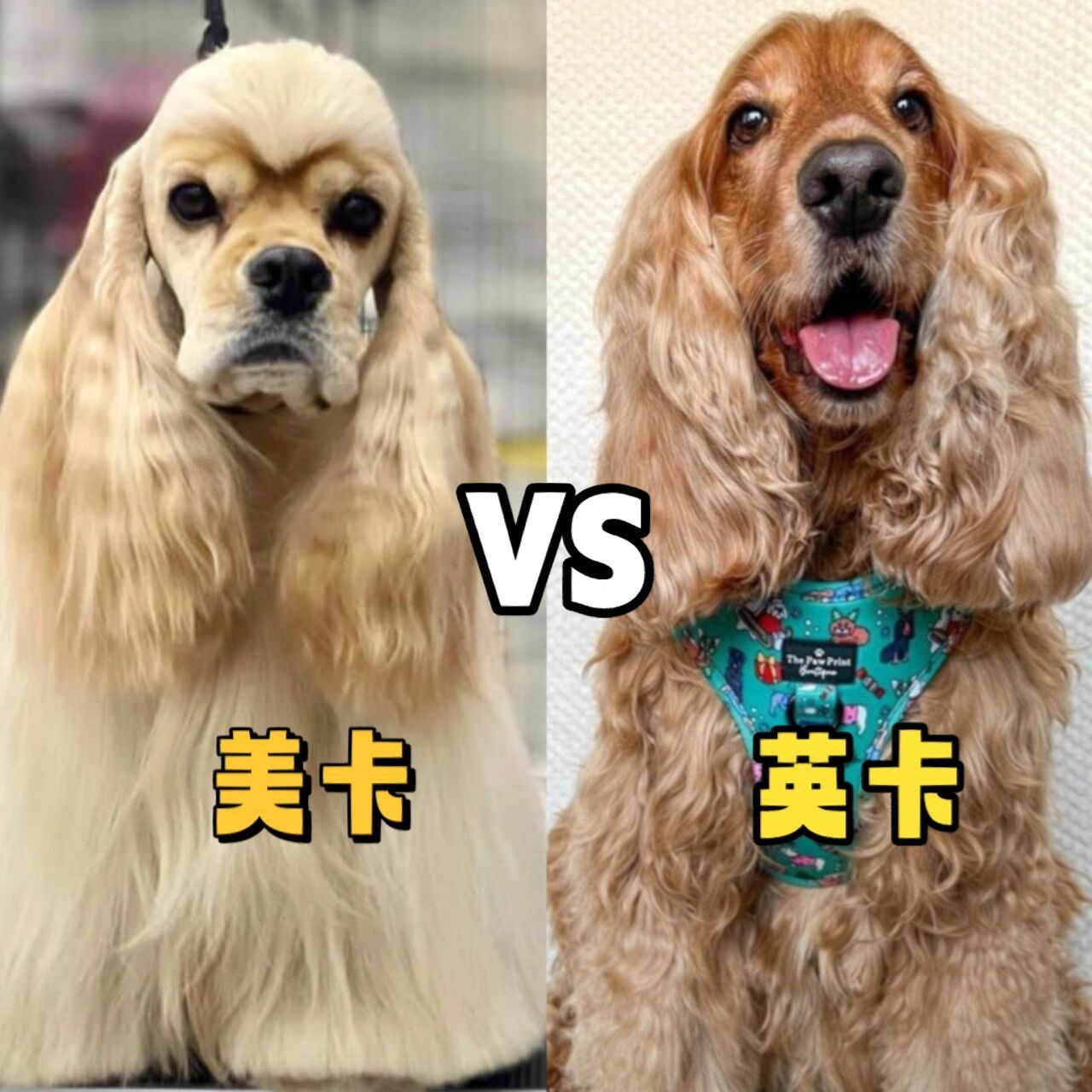 有多少人傻傻分不清楚 1,身高英卡的个头要比美卡大,英卡身高是38-41