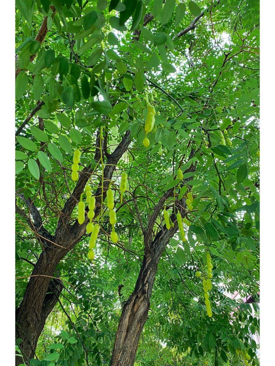 路边的槐树·无花有槐角 笔记灵感 365天摄影计划 手机摄影 据说槐角