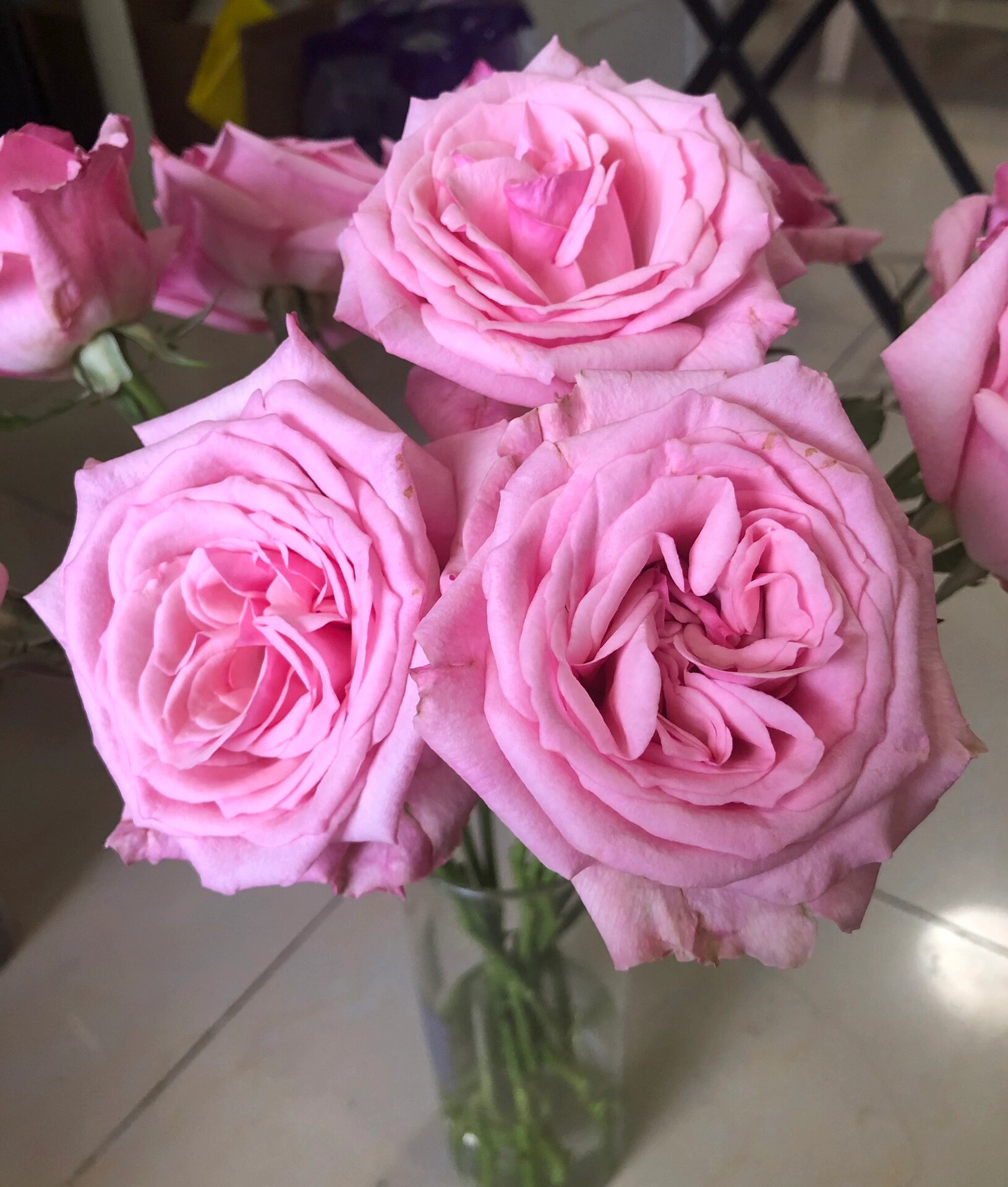 复古粉色.花头巨大,荔枝浓香.