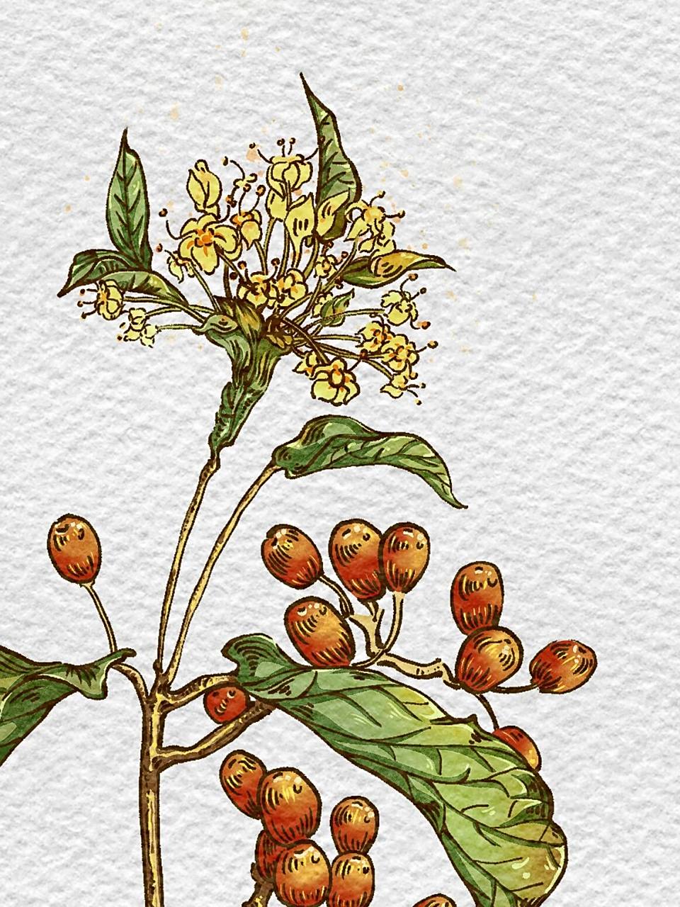 中草药插画-山茱萸 算了,一股脑儿的今天把最近画的