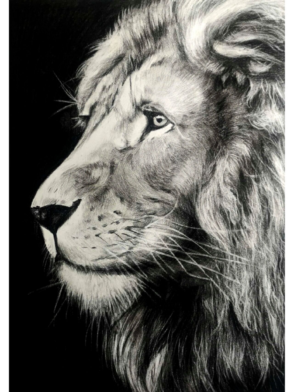 精微素描动物合集 这些发的都有步骤图,全部4k绘画,还想看画什么 我们