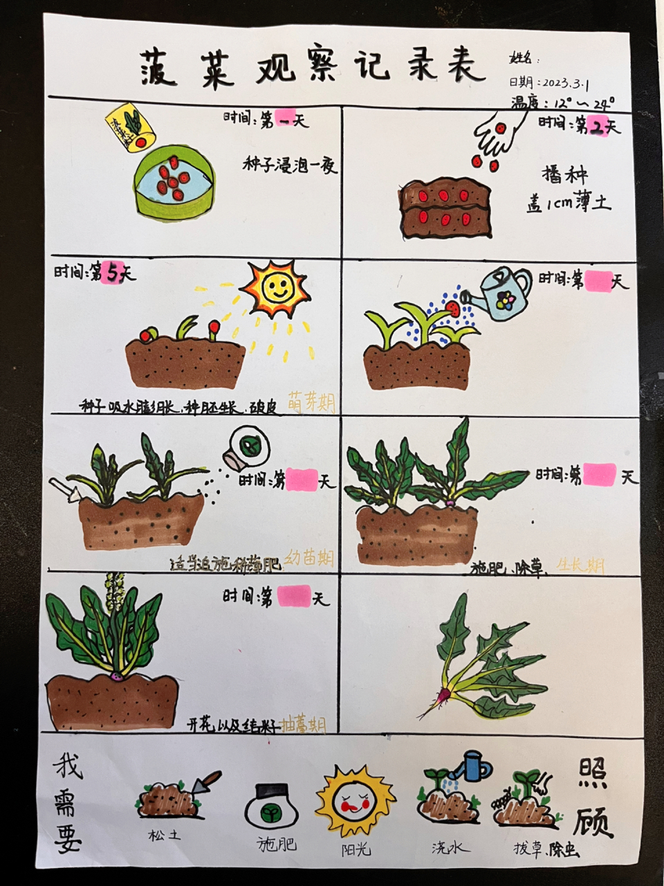 幼儿园,小学植物角,菠菜植物生长观察记录        一,菠菜生长过程 1