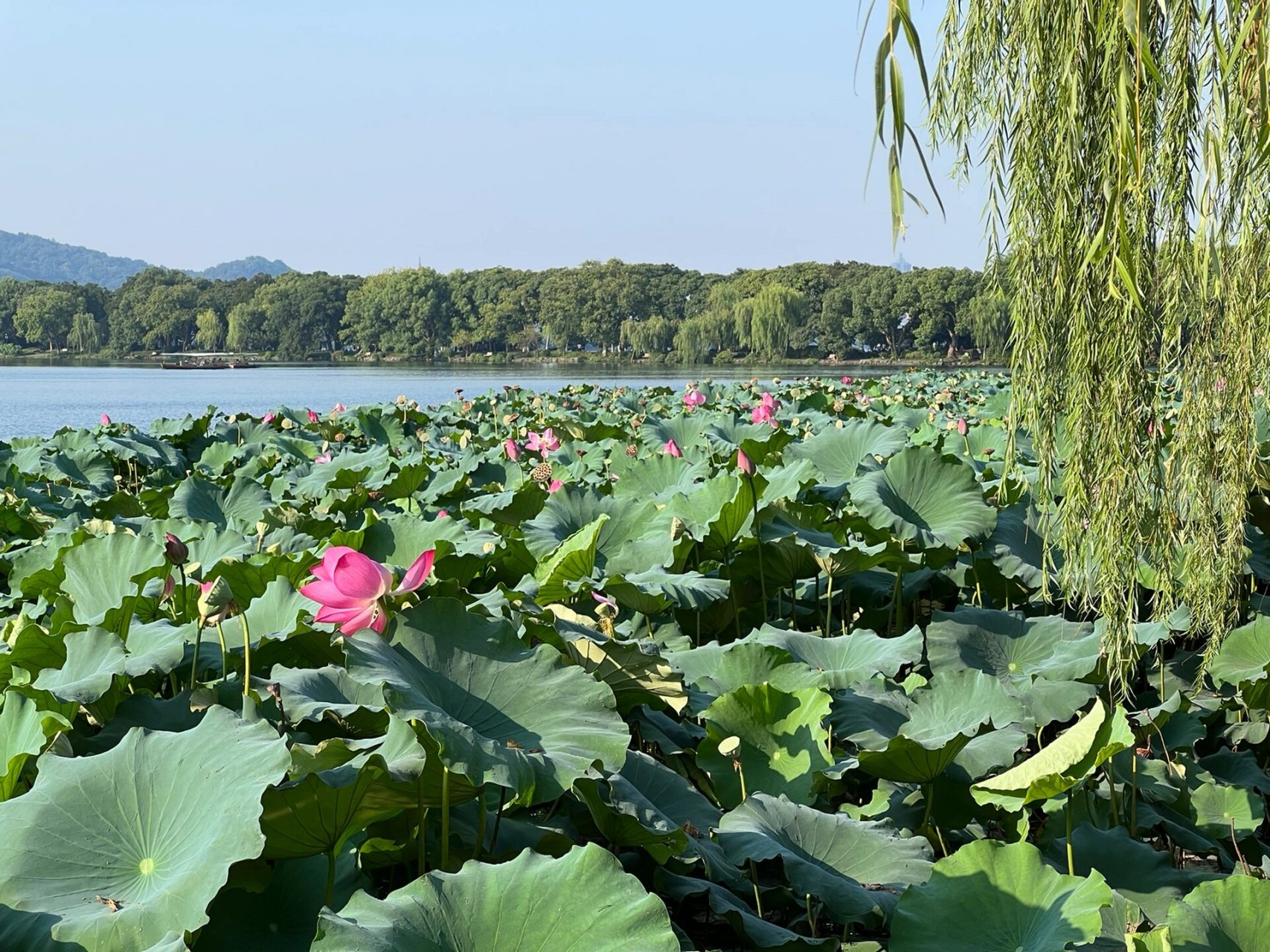 西湖景区——花港观鱼 西湖的荷花开啦 有粉色 有白色  争奇斗艳 大家