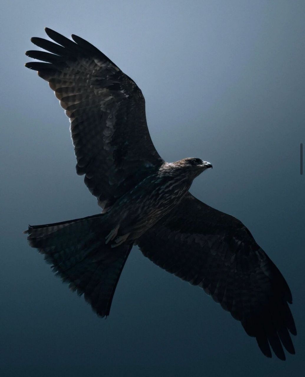 老鹰|头像背景图      07