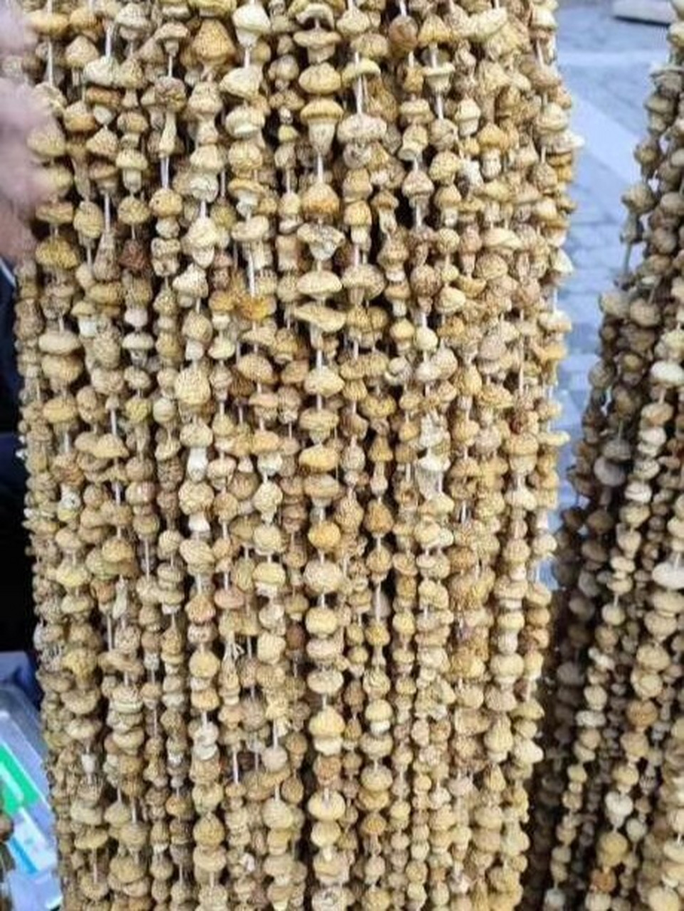 祁连黄蘑菇:  青海"十宝"之一祁连黄蘑菇 黄蘑菇,学名黄绿蜜环菌,又名