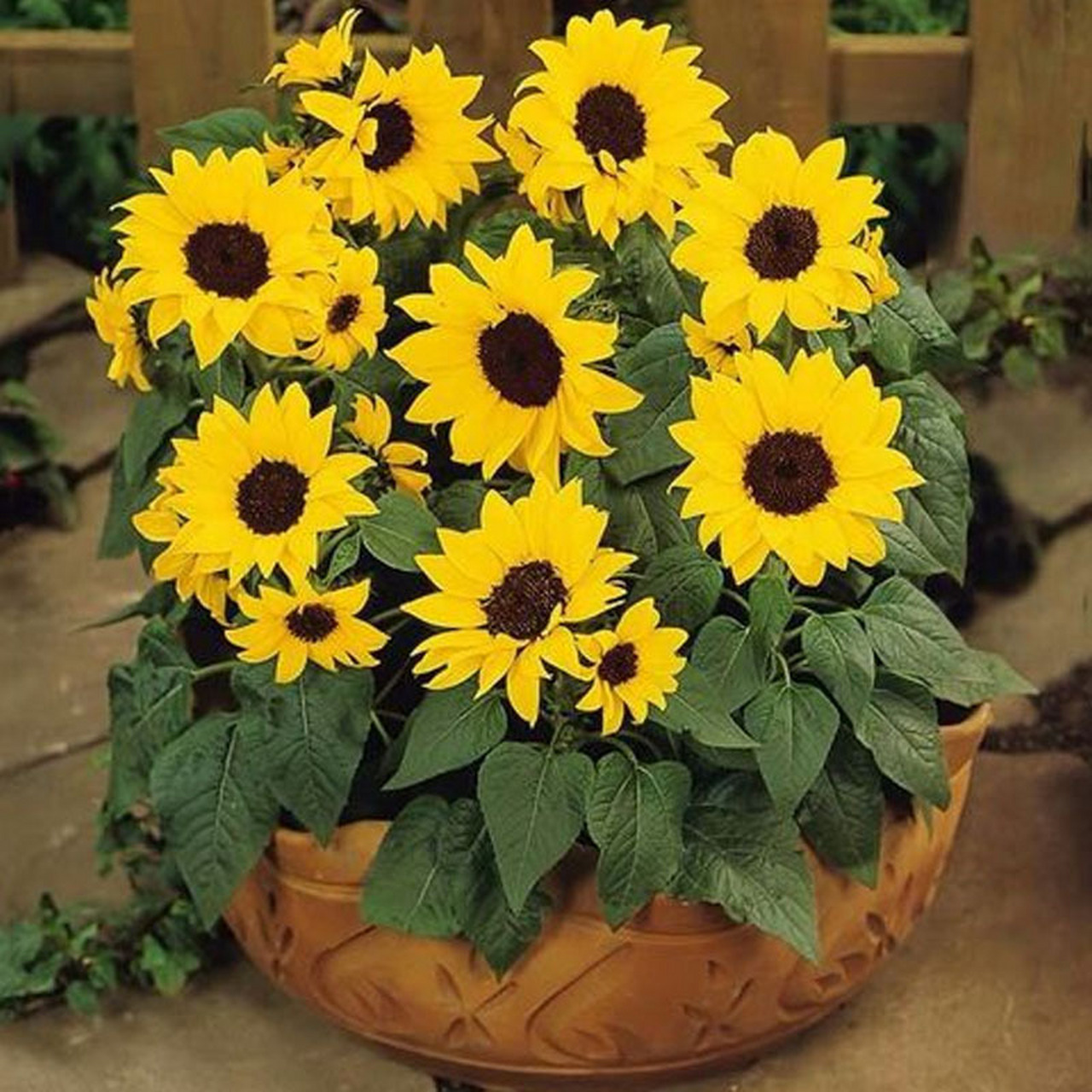 矮生向日葵 矮向日葵是一个新兴的地栽观赏花卉品种,矮向日葵为一年生