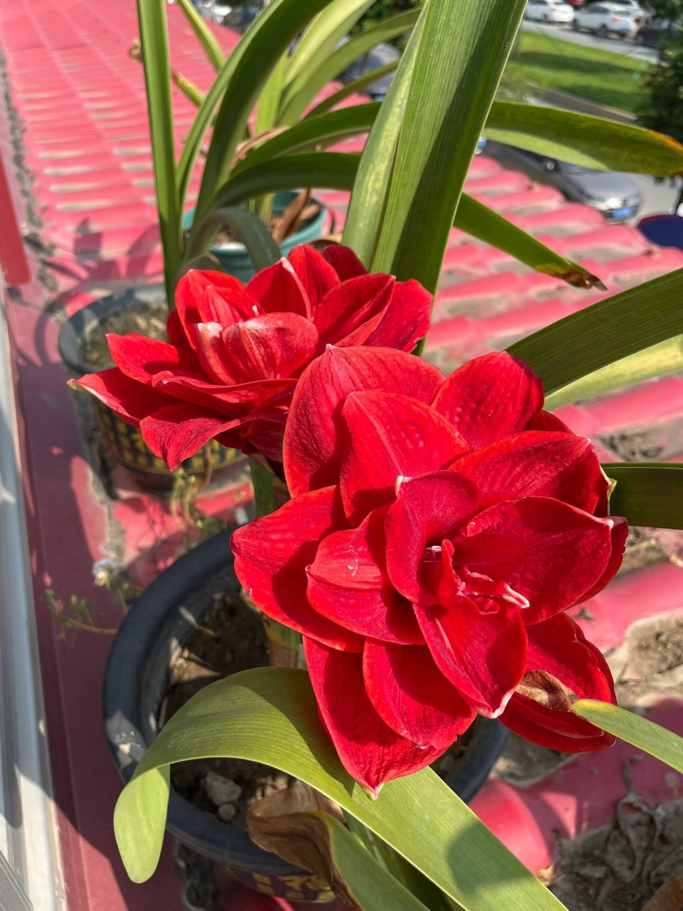 朱顶红樱桃妮芙对版 小小球至开花历时一年,成功下车